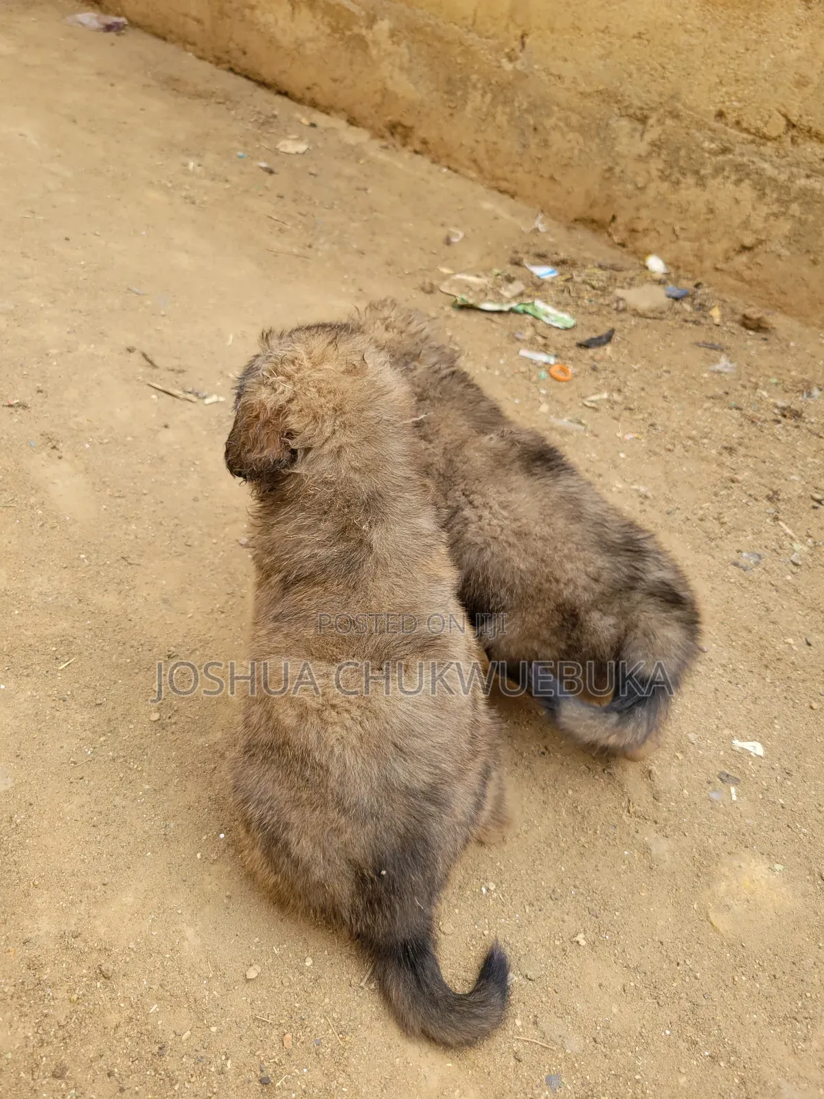1-3 months Female Purebred Caucasian Shepherd