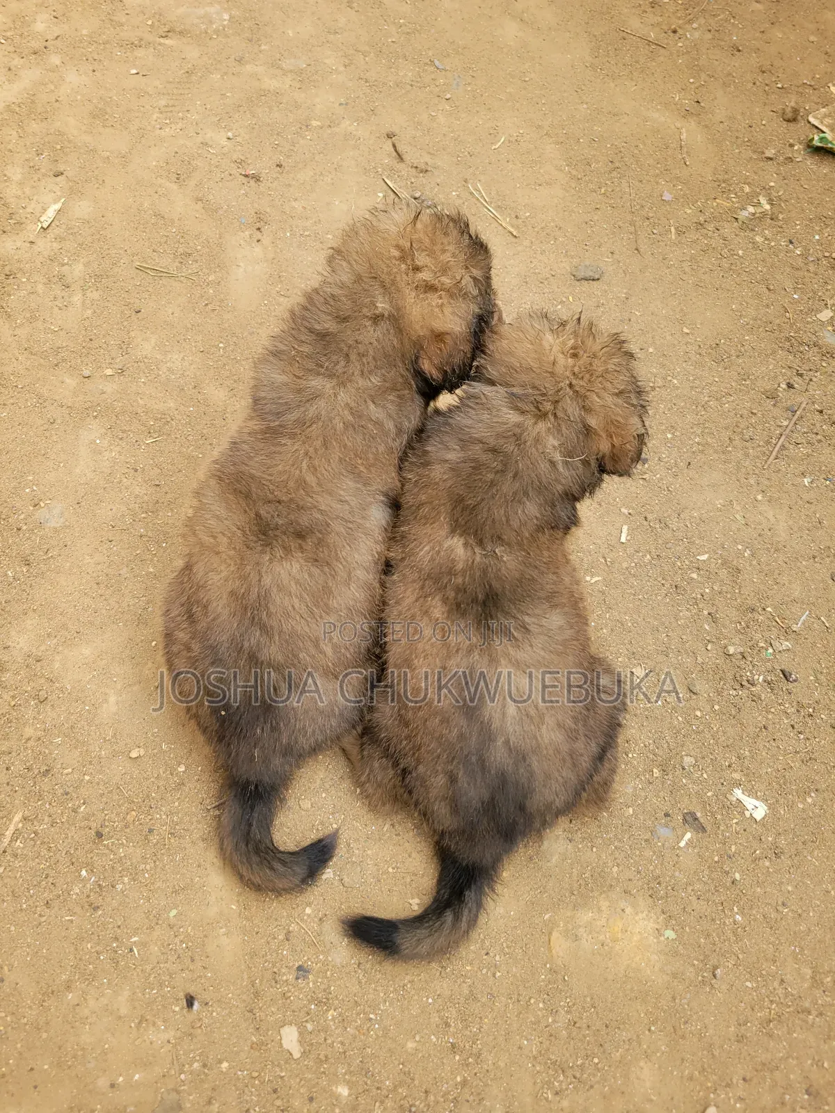 1-3 months Female Purebred Caucasian Shepherd