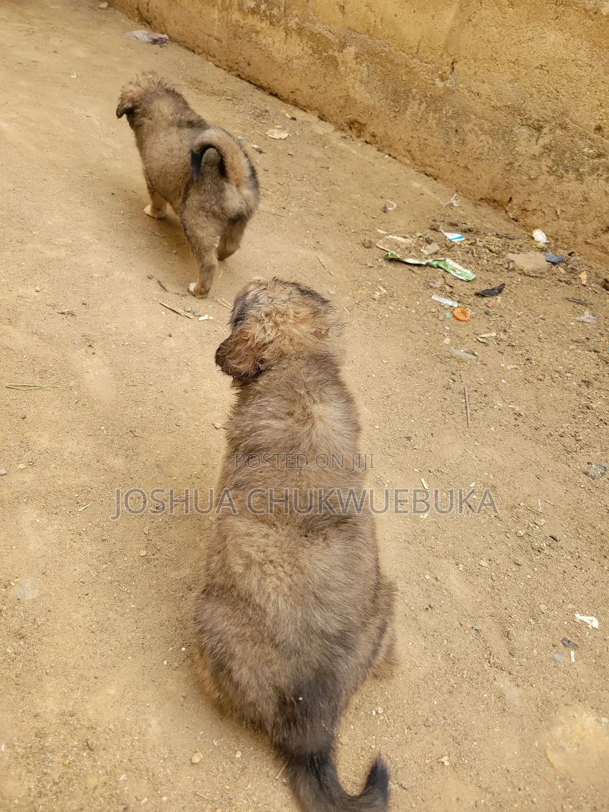 1-3 months Female Purebred Caucasian Shepherd