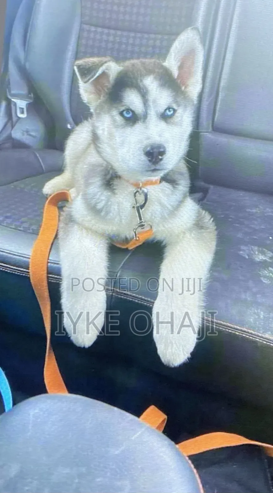1-3 months Female Purebred Siberian Husky