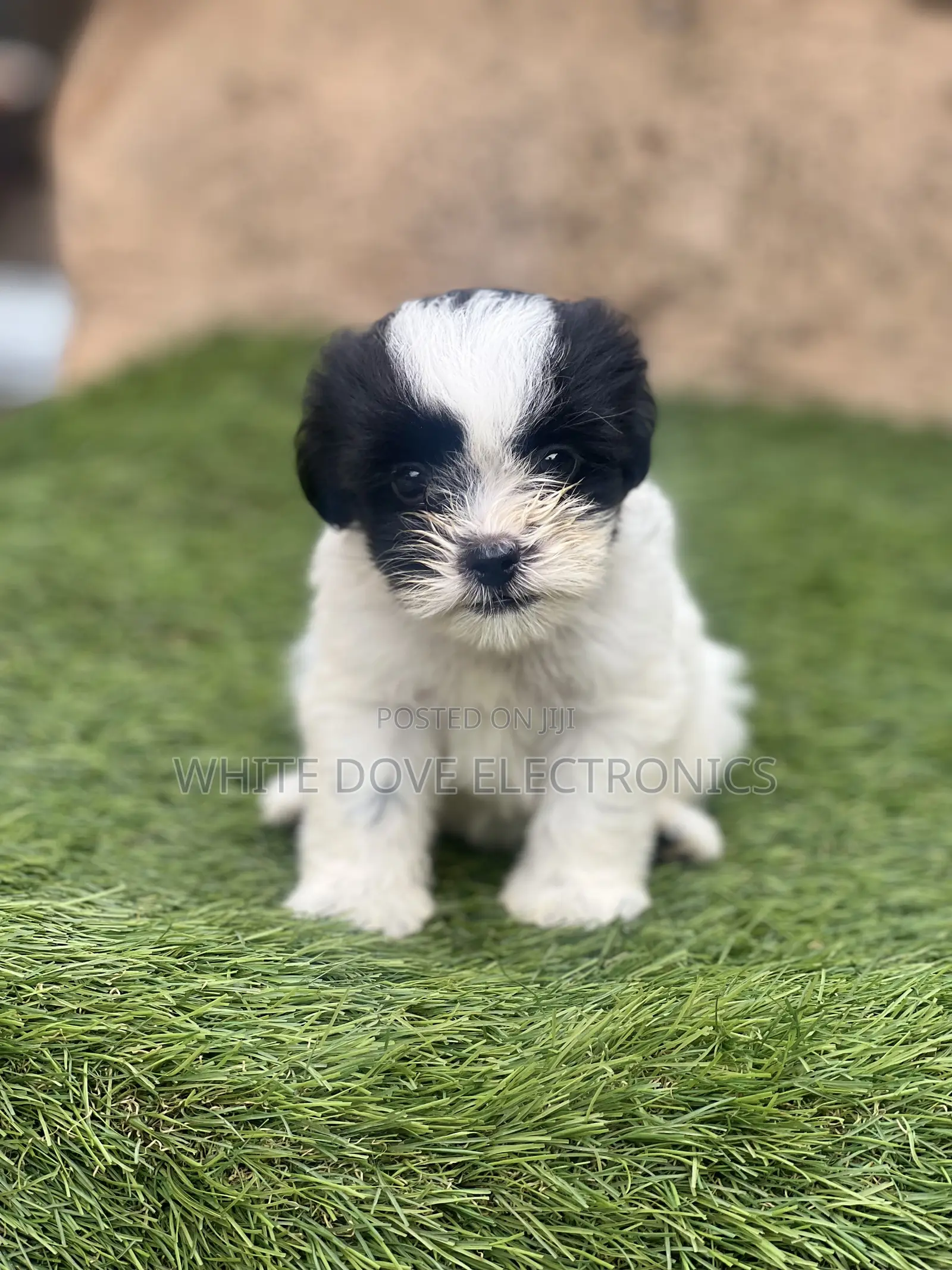1-3 months Female Purebred Lhasa Apso