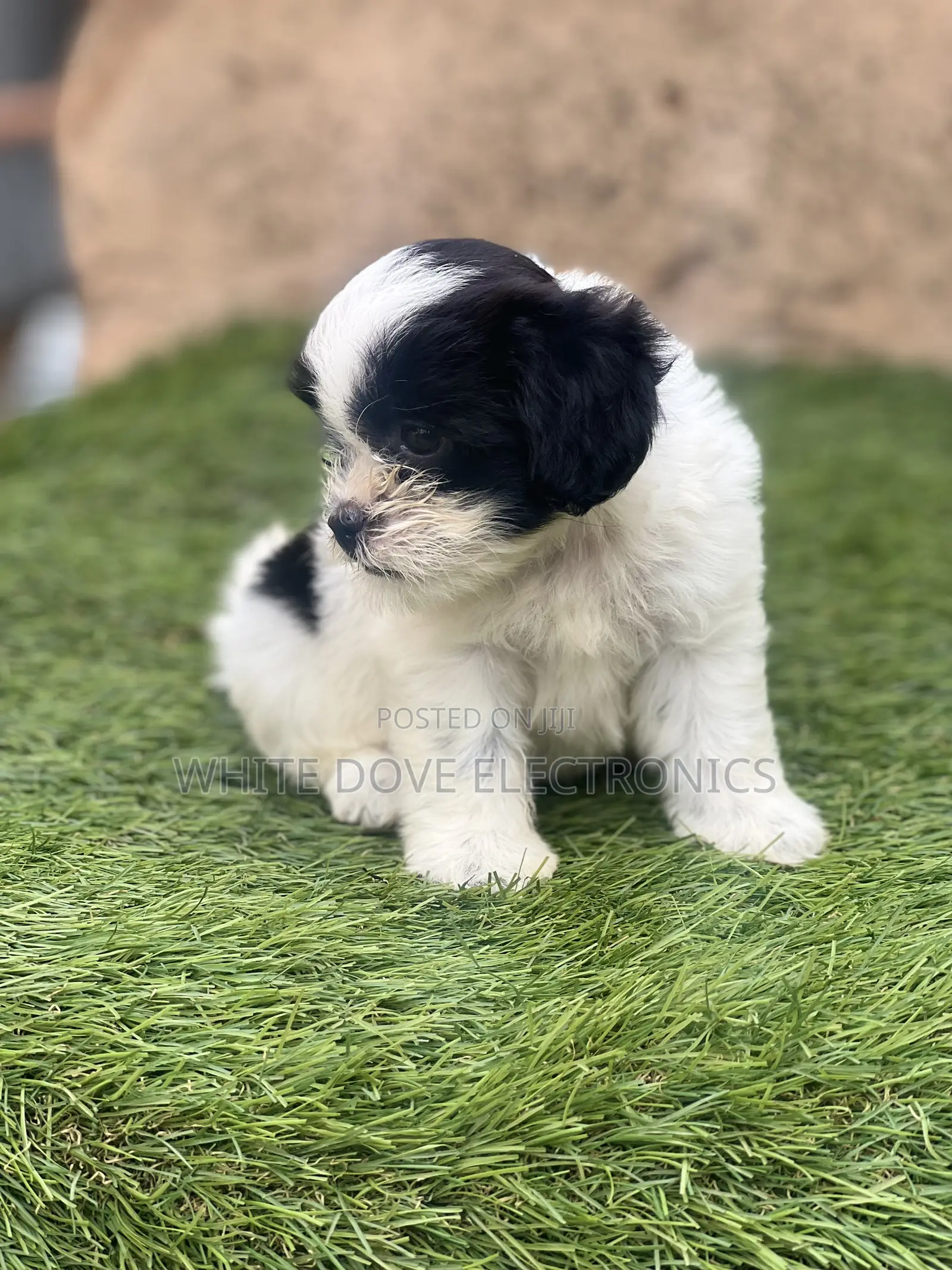 1-3 months Female Purebred Lhasa Apso
