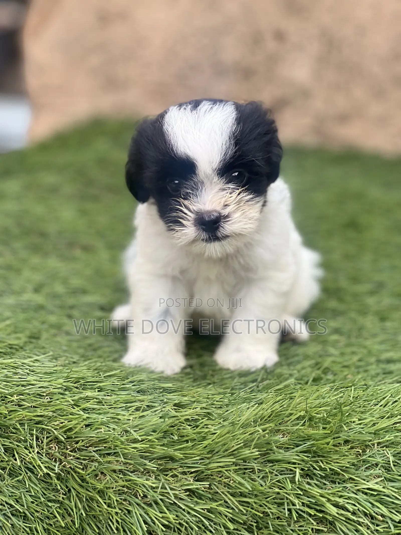 1-3 months Female Purebred Lhasa Apso