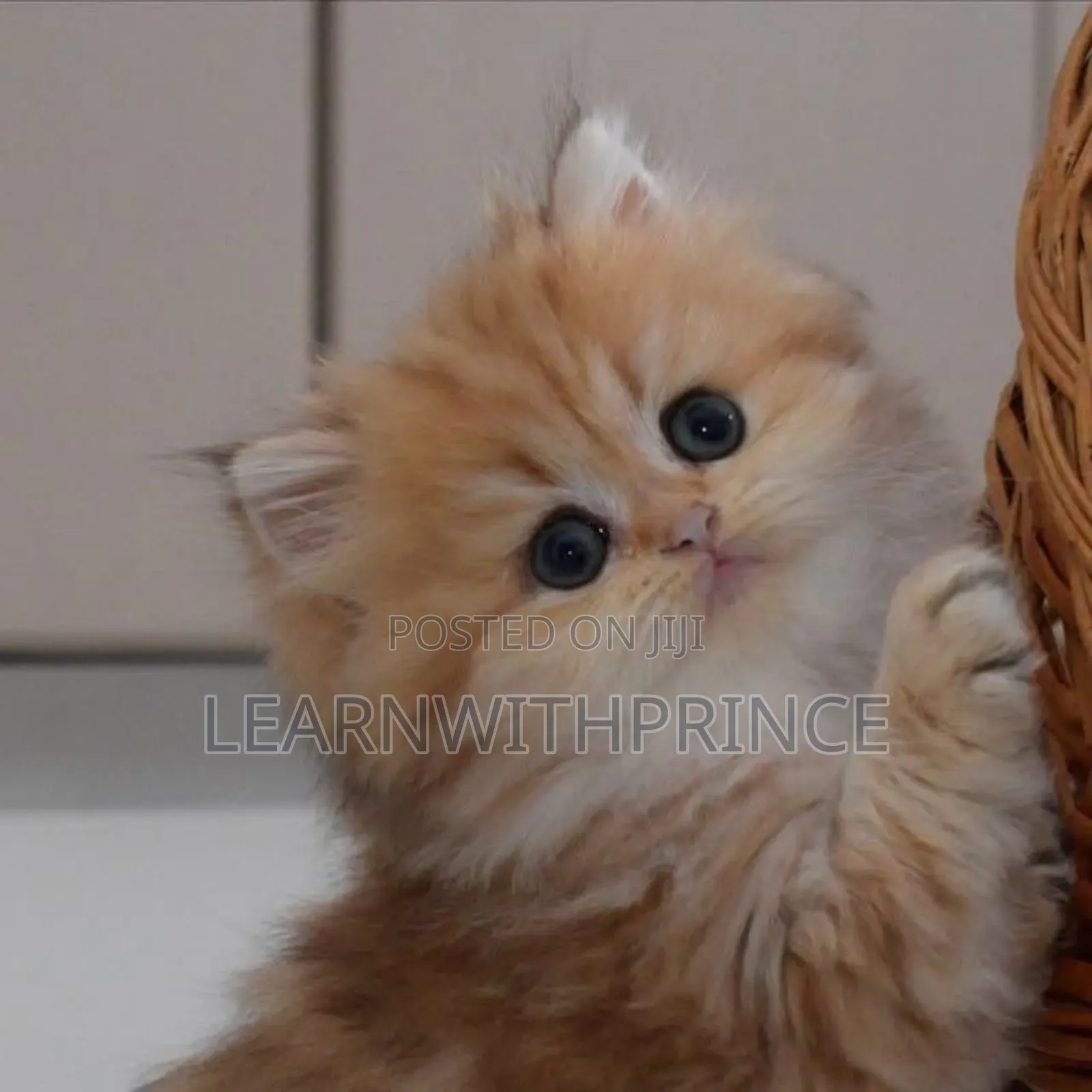 1-3 months Female Purebred Persian