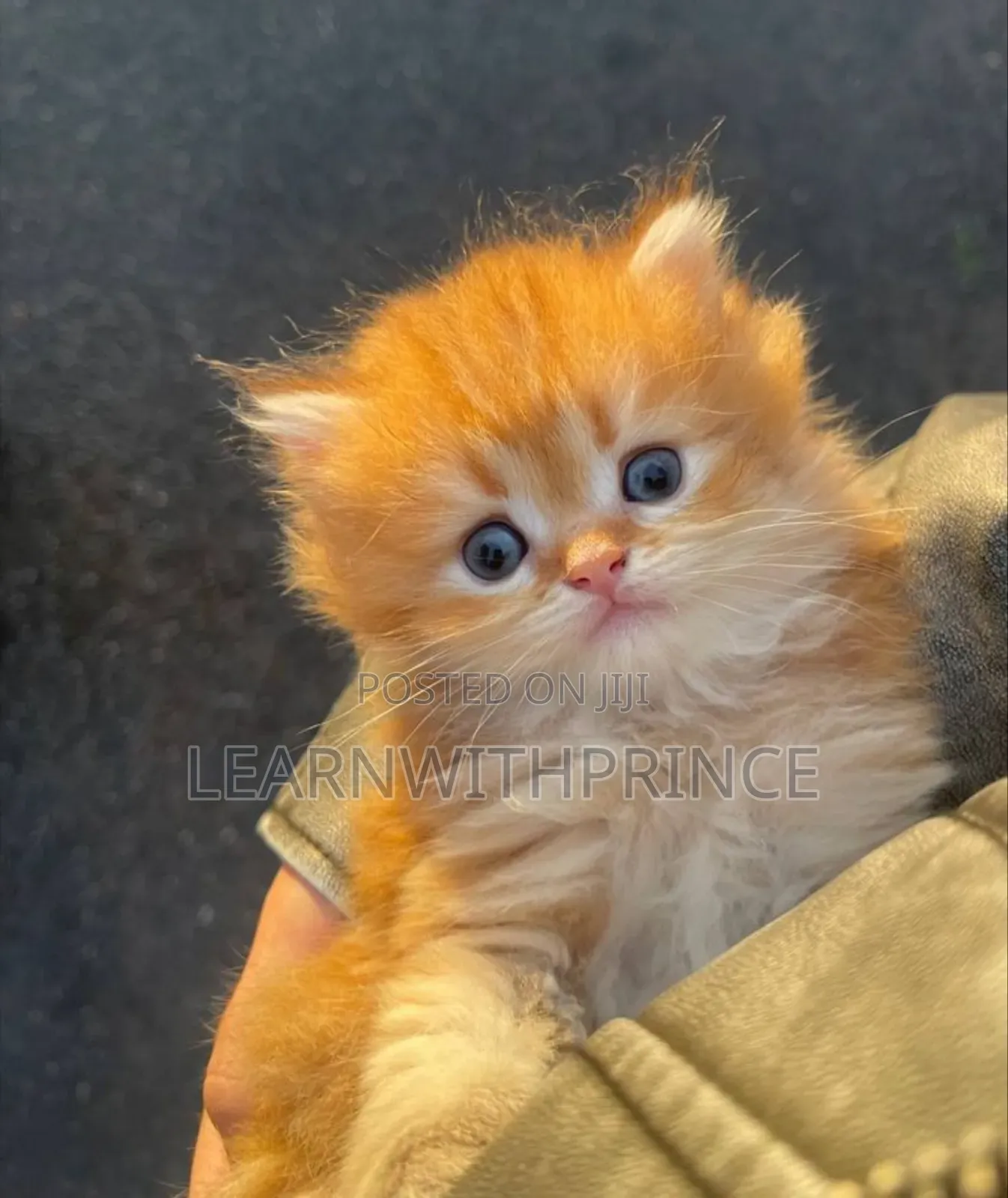 1-3 months Female Purebred Persian