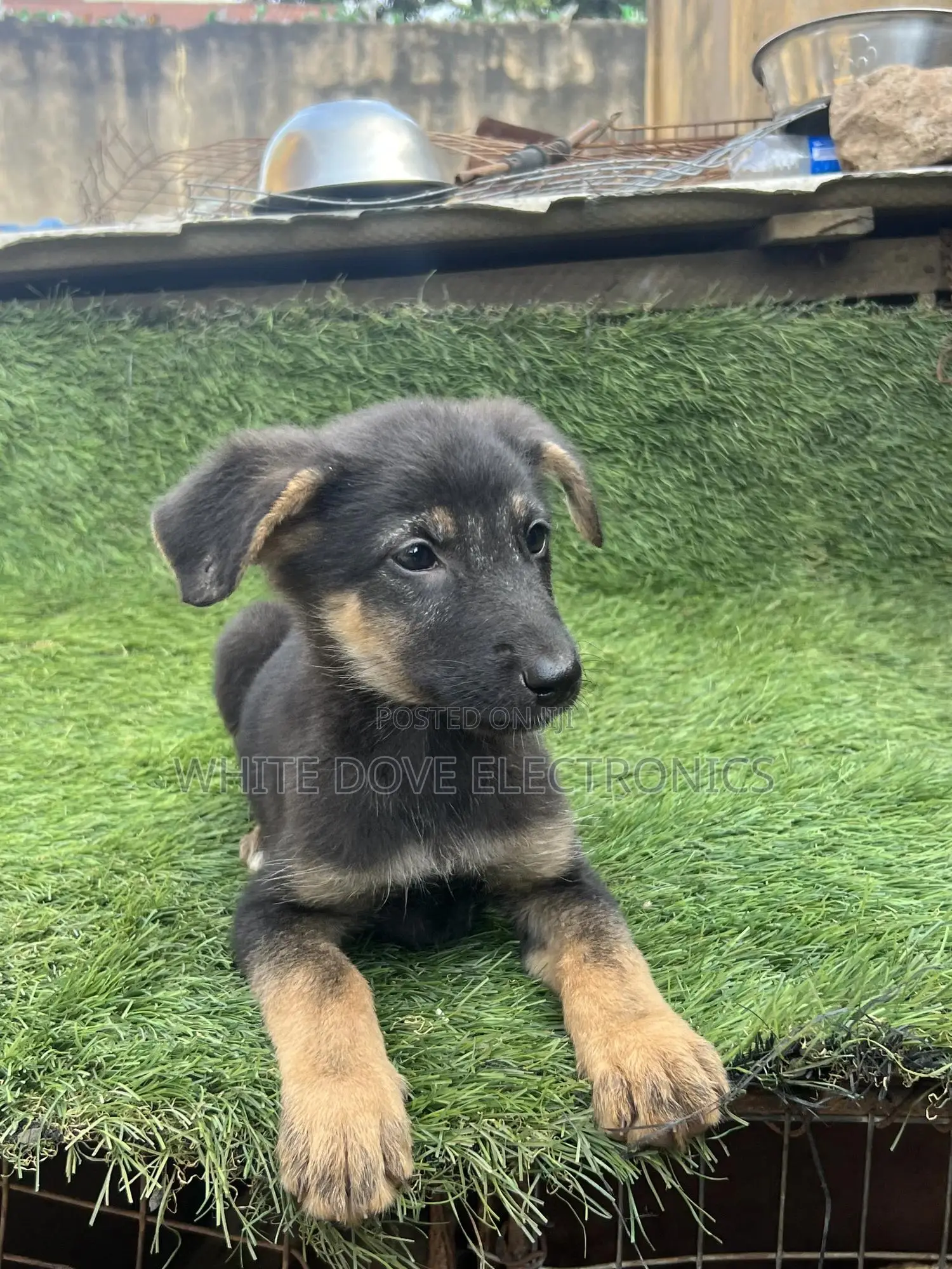 1-3 months Female Purebred German Shepherd