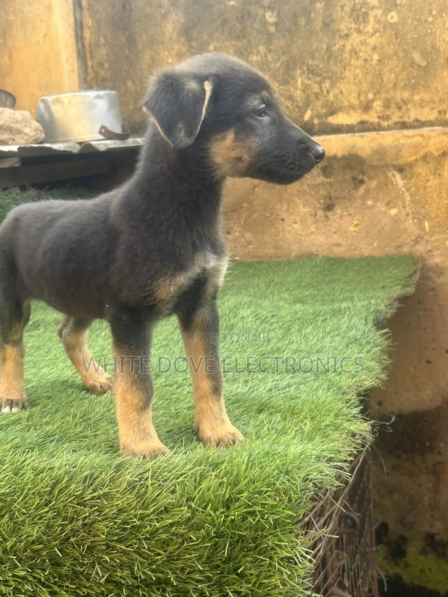 1-3 months Female Purebred German Shepherd