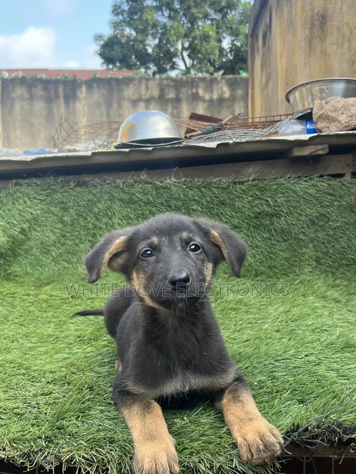 1-3 months Male Purebred German Shepherd