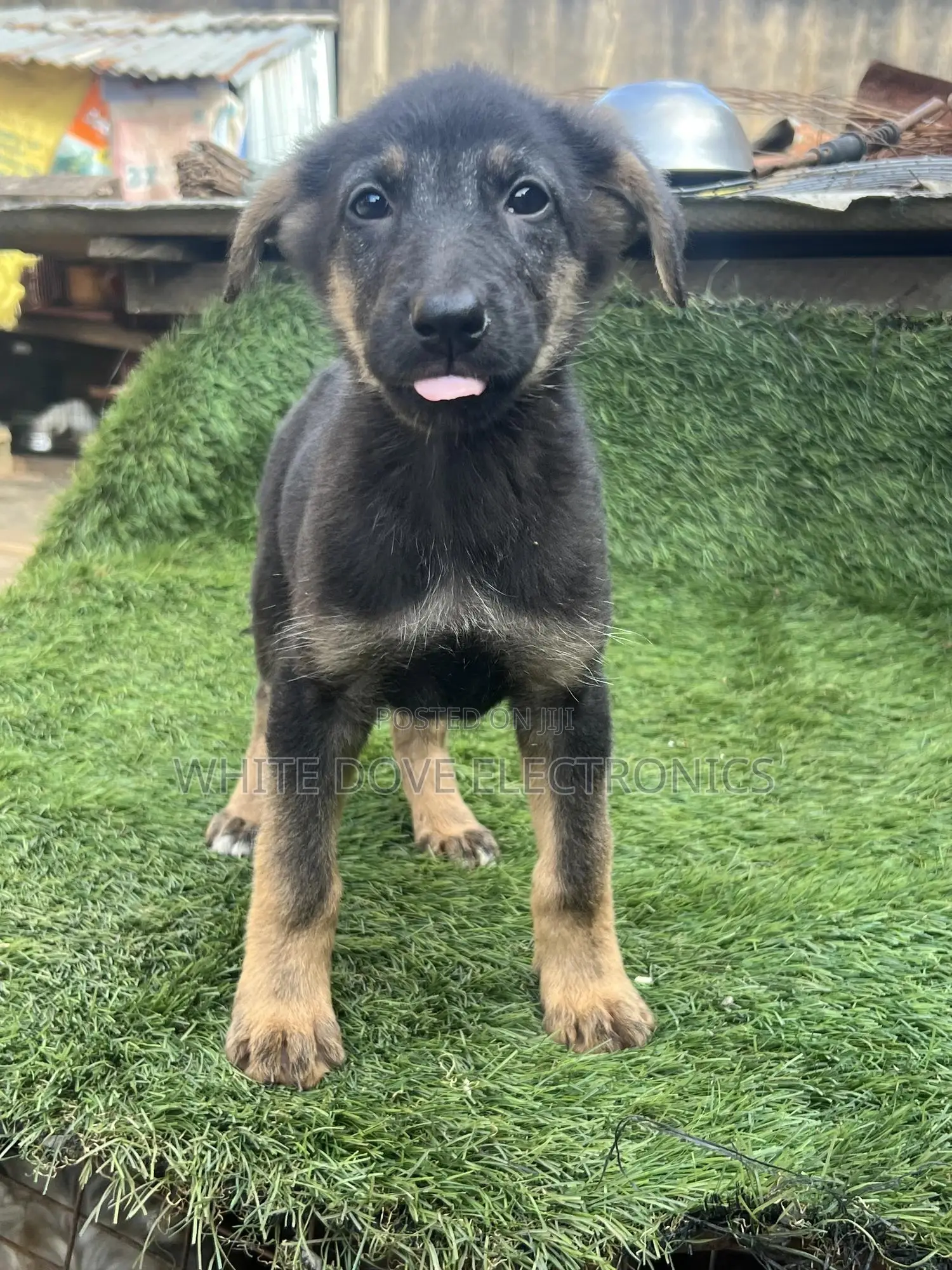 1-3 months Male Purebred German Shepherd