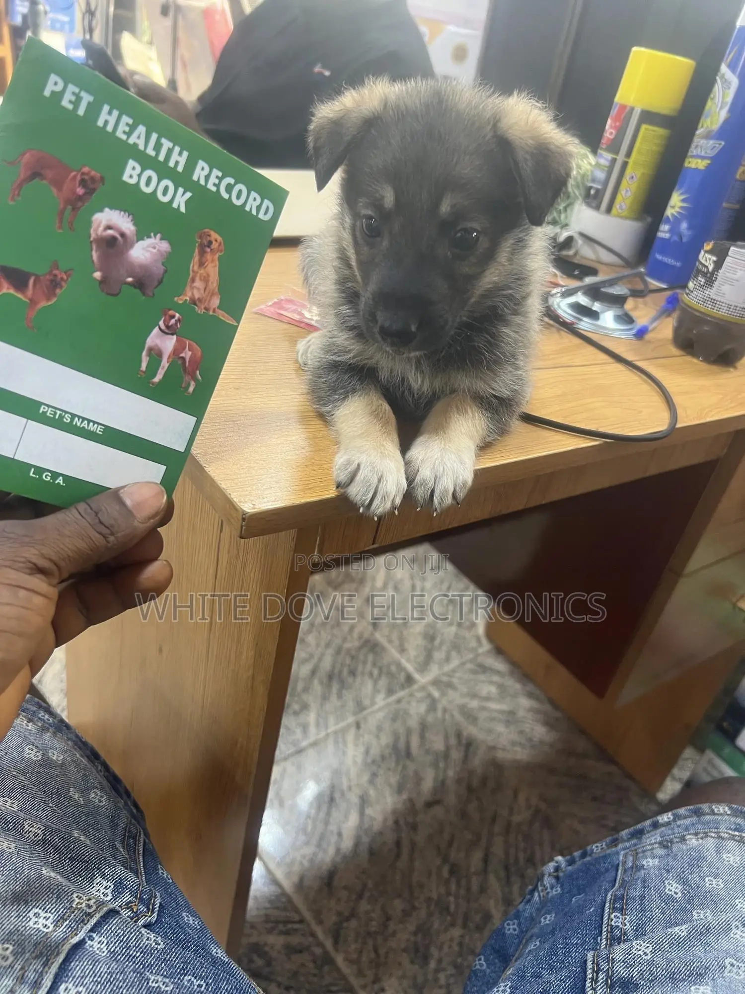 1-3 months Male Purebred German Shepherd