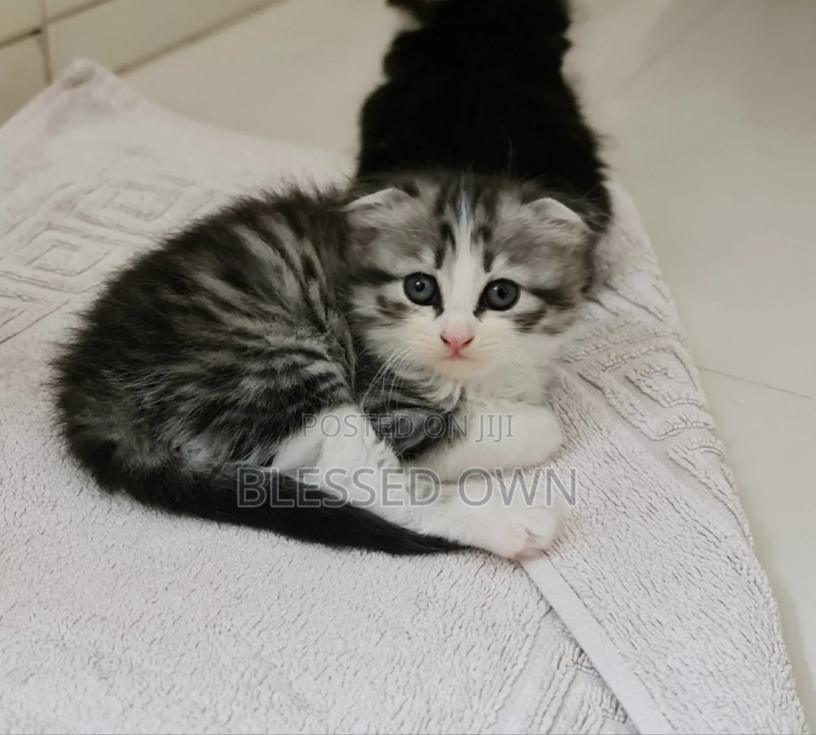 3-6 months Female Purebred Scottish Fold