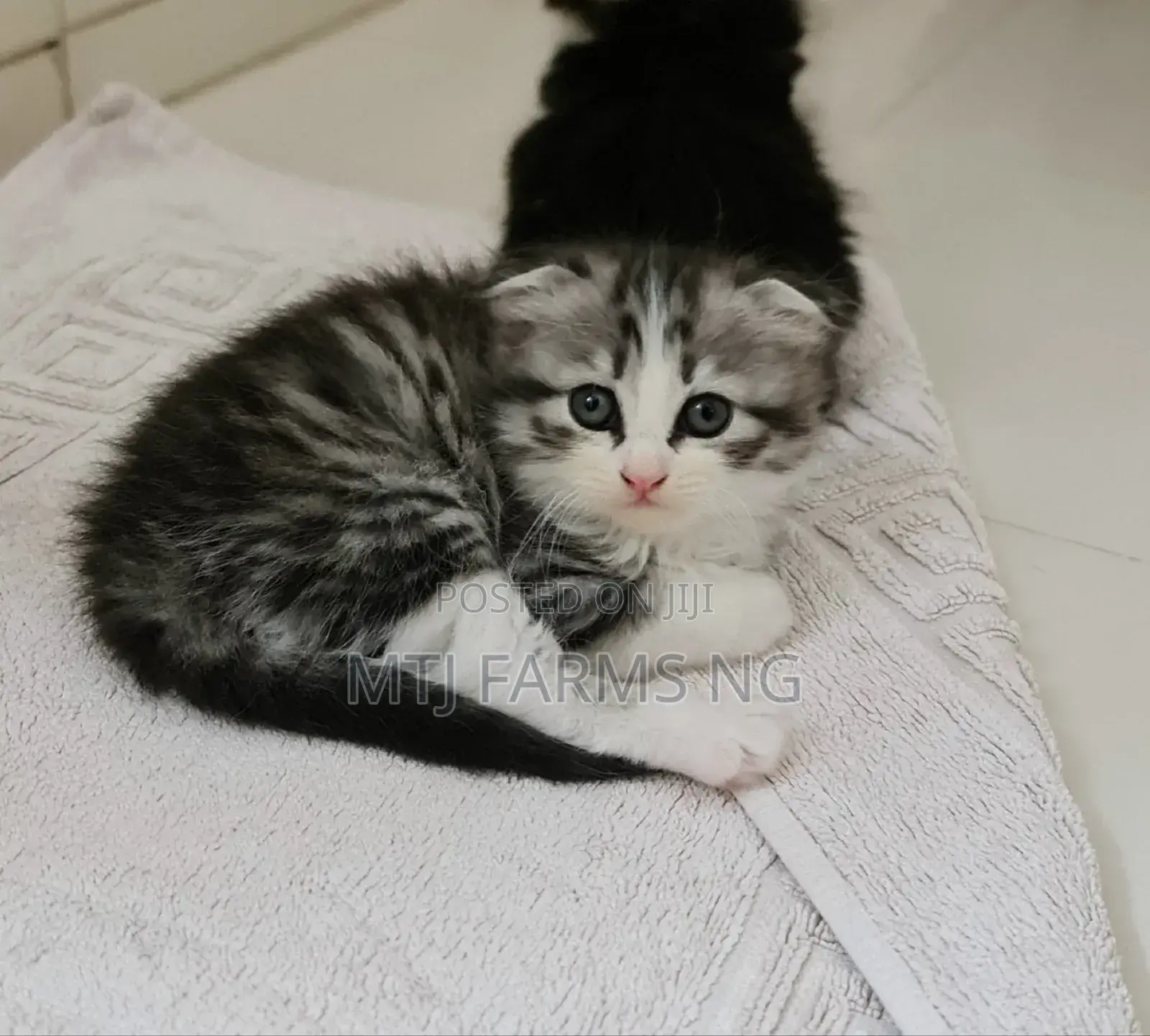 3-6 months Female Purebred Scottish Fold