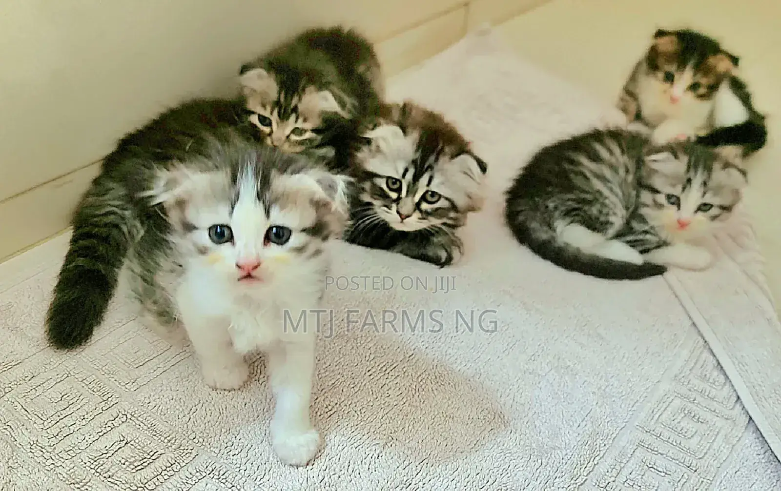 3-6 months Female Purebred Scottish Fold