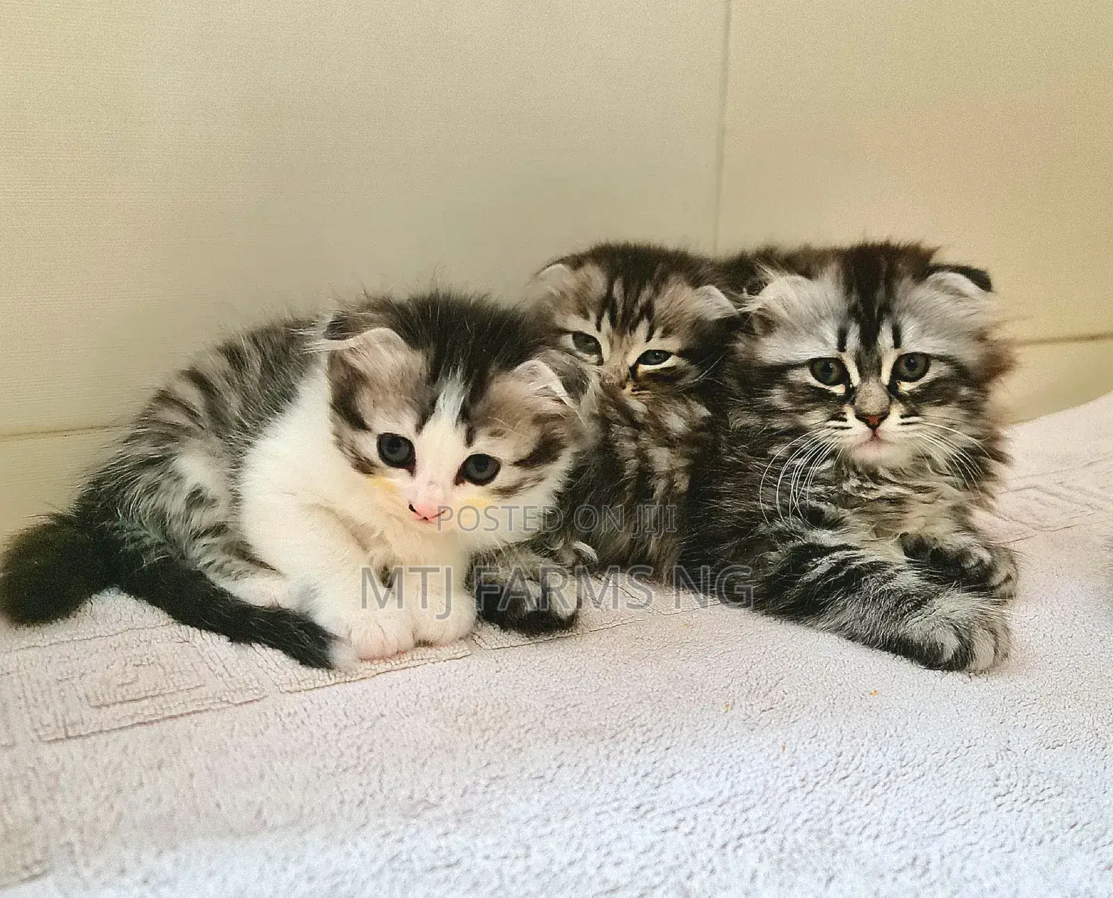 3-6 months Female Purebred Scottish Fold