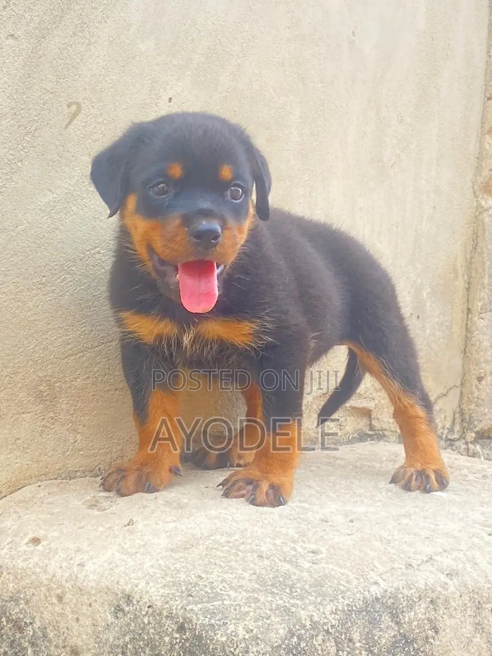 1-3 months Male Purebred Rottweiler