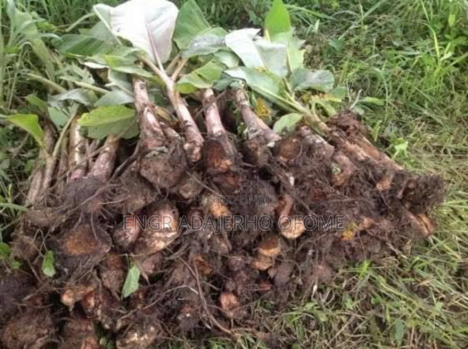 Giant Plantain Suckers