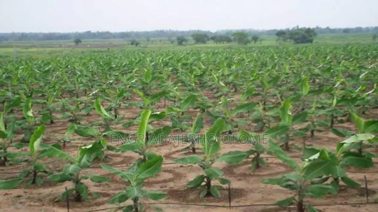 Giant Plantain Suckers