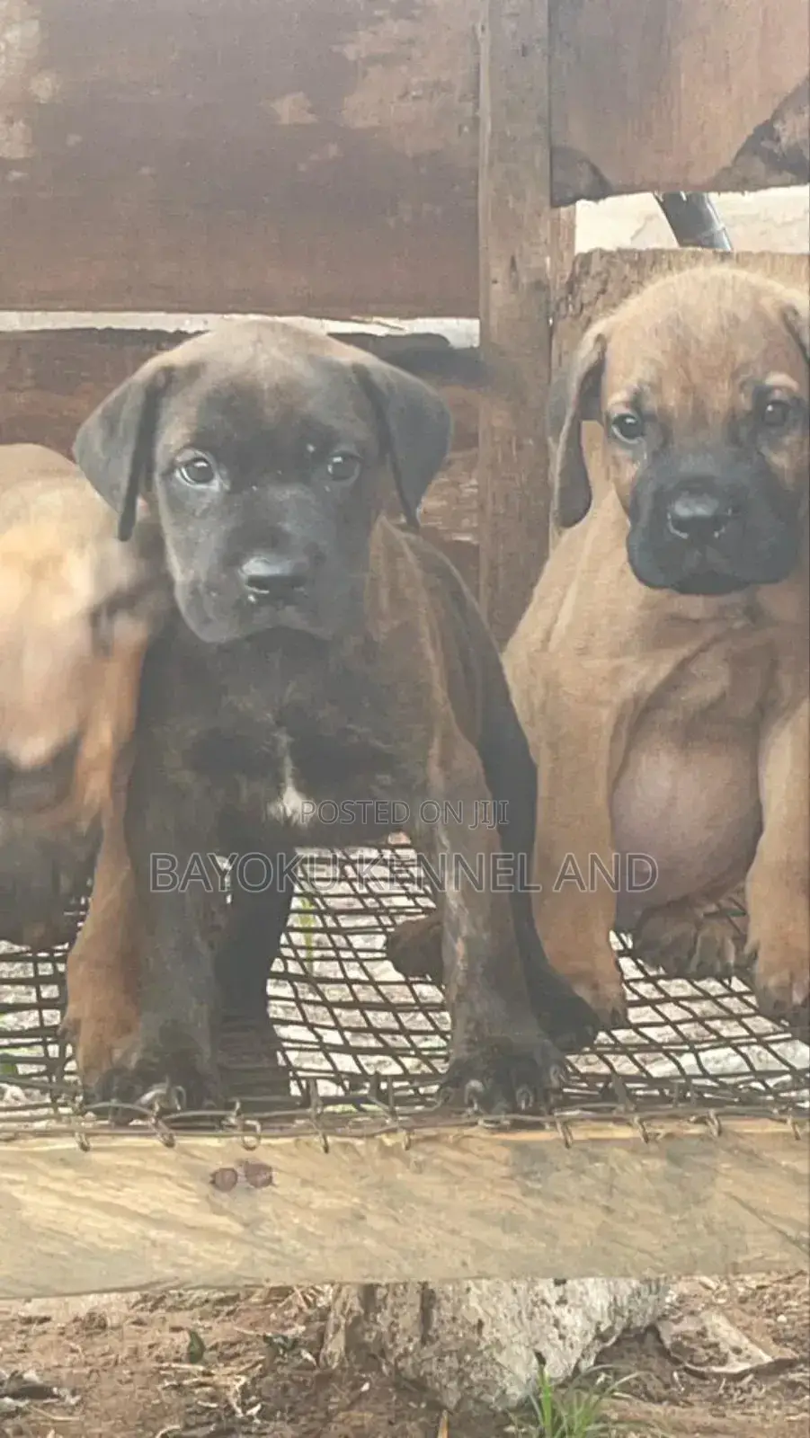 1-3 months Male Purebred Boerboel