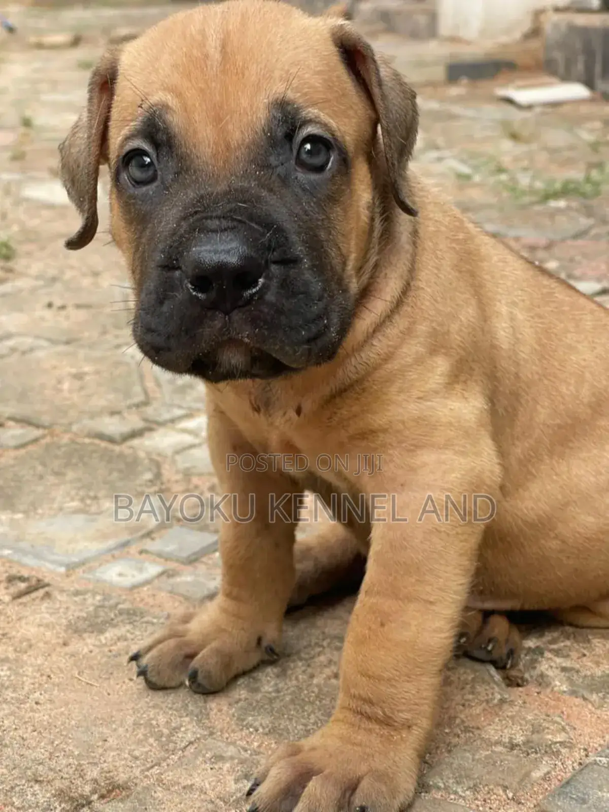 1-3 months Female Purebred Boerboel