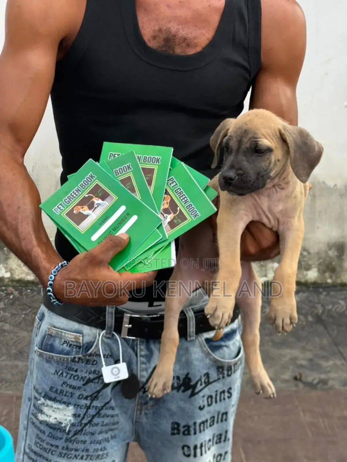 1-3 months Male Purebred Boerboel