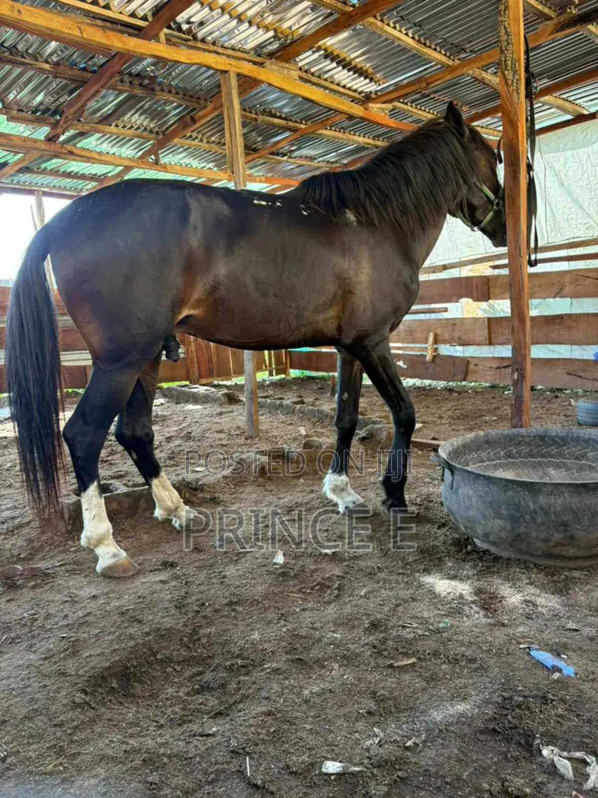 Gallant Male Horse Available