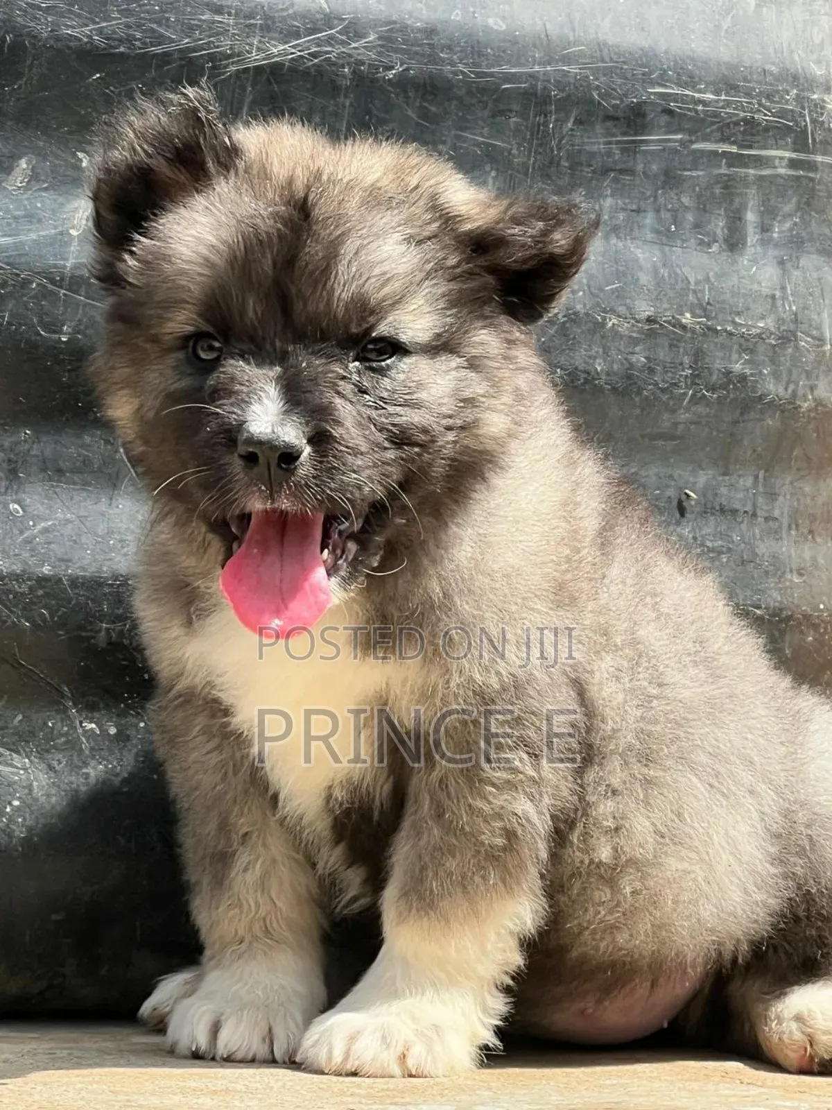 1-3 months Female Purebred Caucasian Shepherd