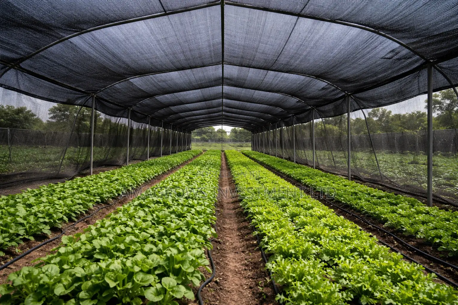 Amatropics Round-Wire Shade-Net 4m X 100m 50% Shade Black Color