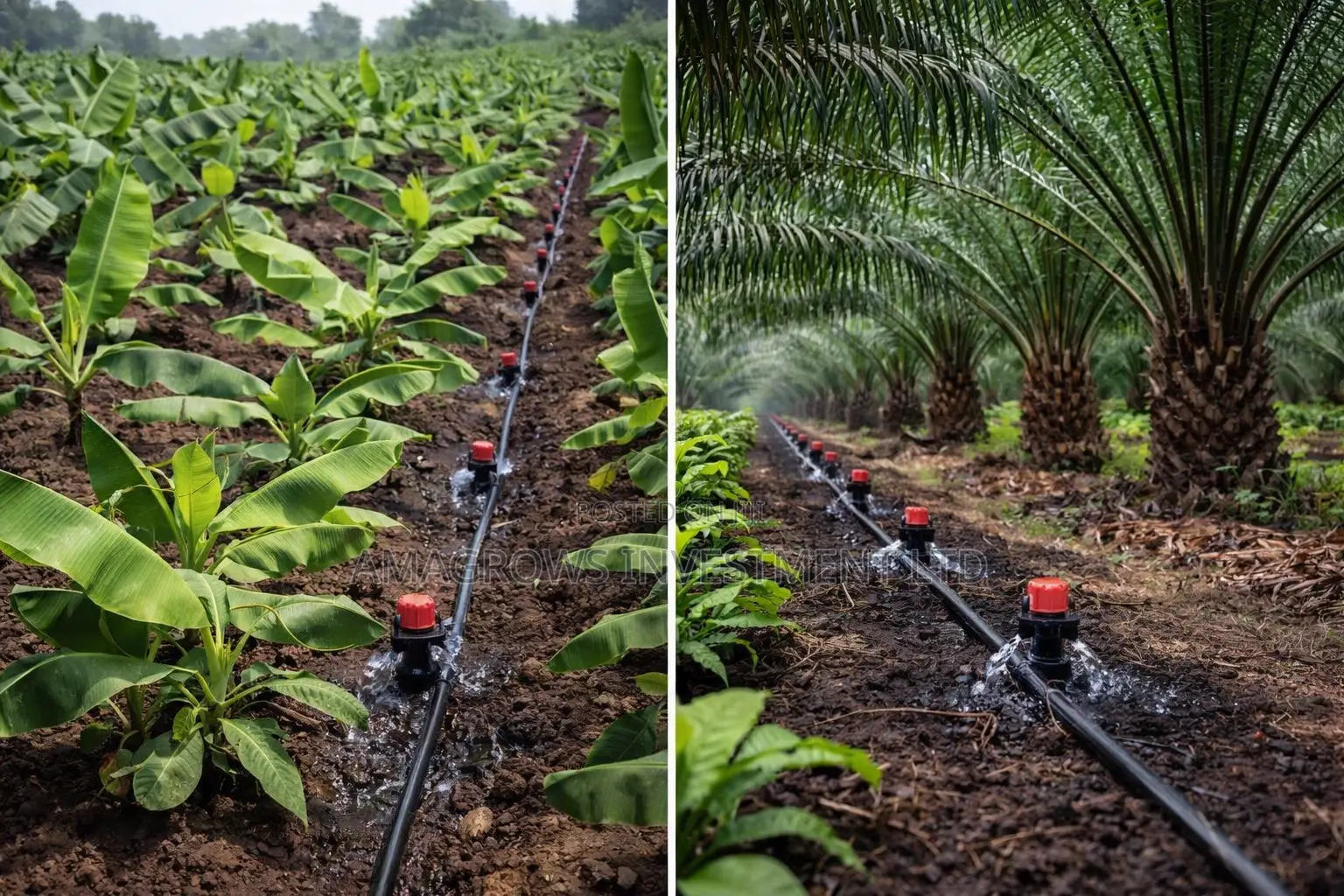 Driphose for Plantations