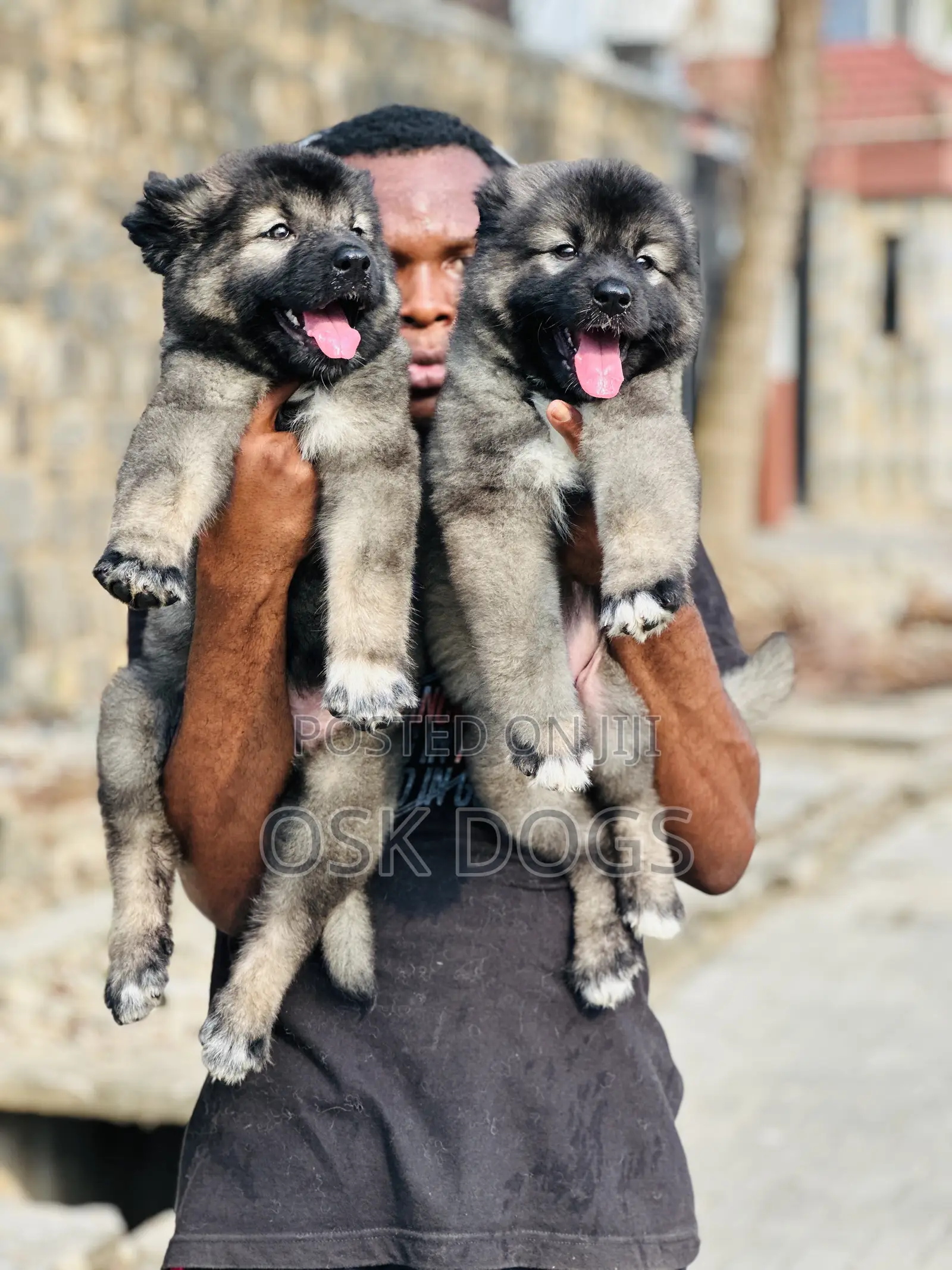 1-3 months Male Purebred Caucasian Shepherd