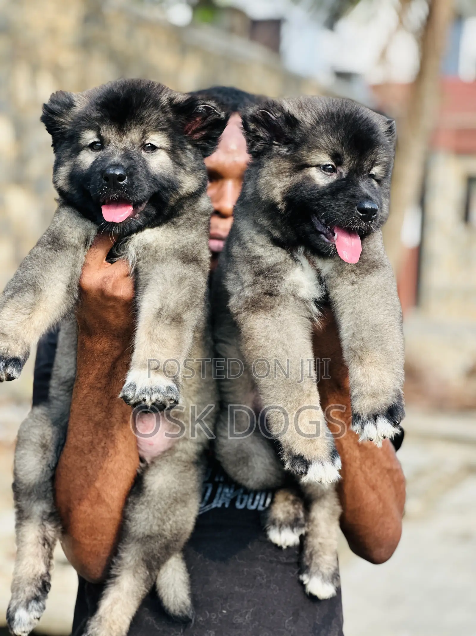 1-3 months Male Purebred Caucasian Shepherd