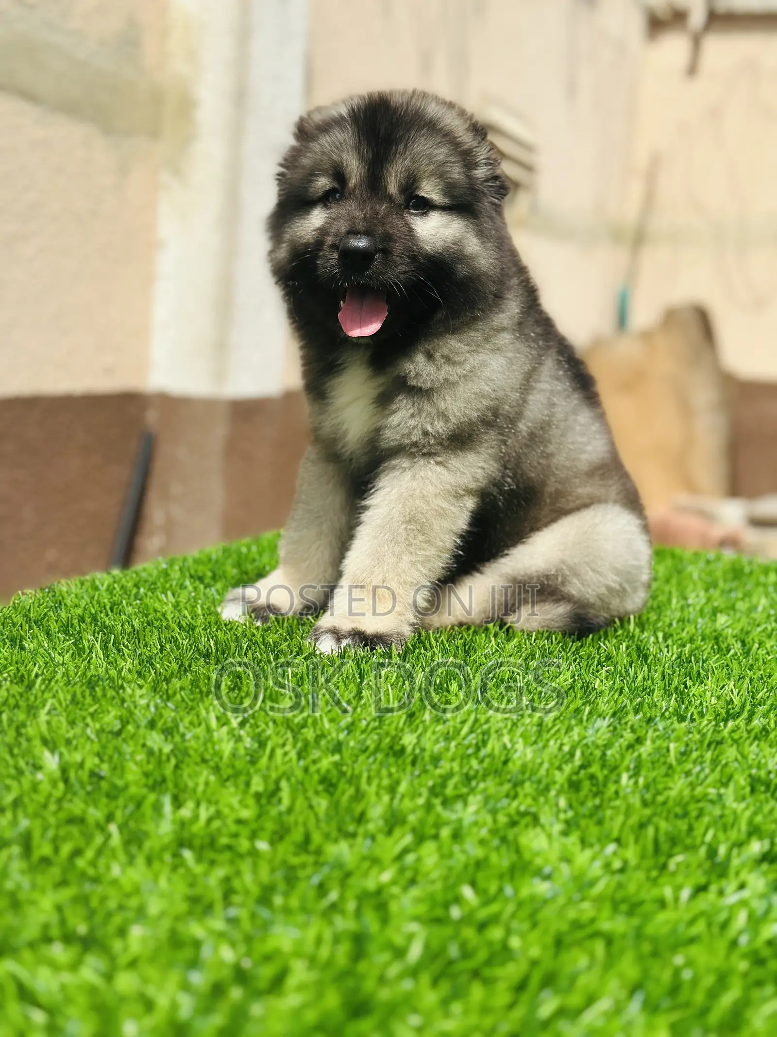 1-3 months Male Purebred Caucasian Shepherd