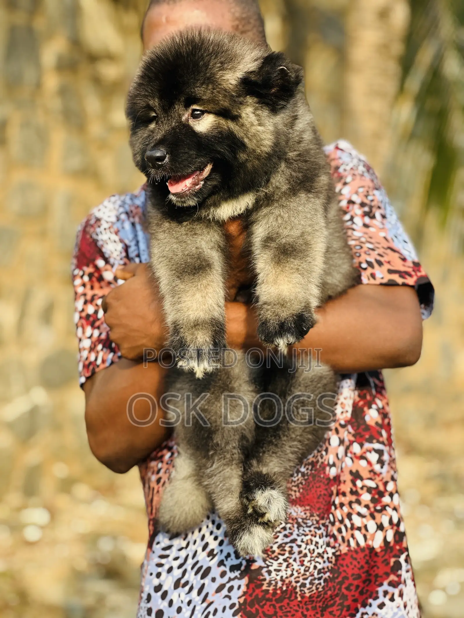 1-3 months Female Purebred Caucasian Shepherd