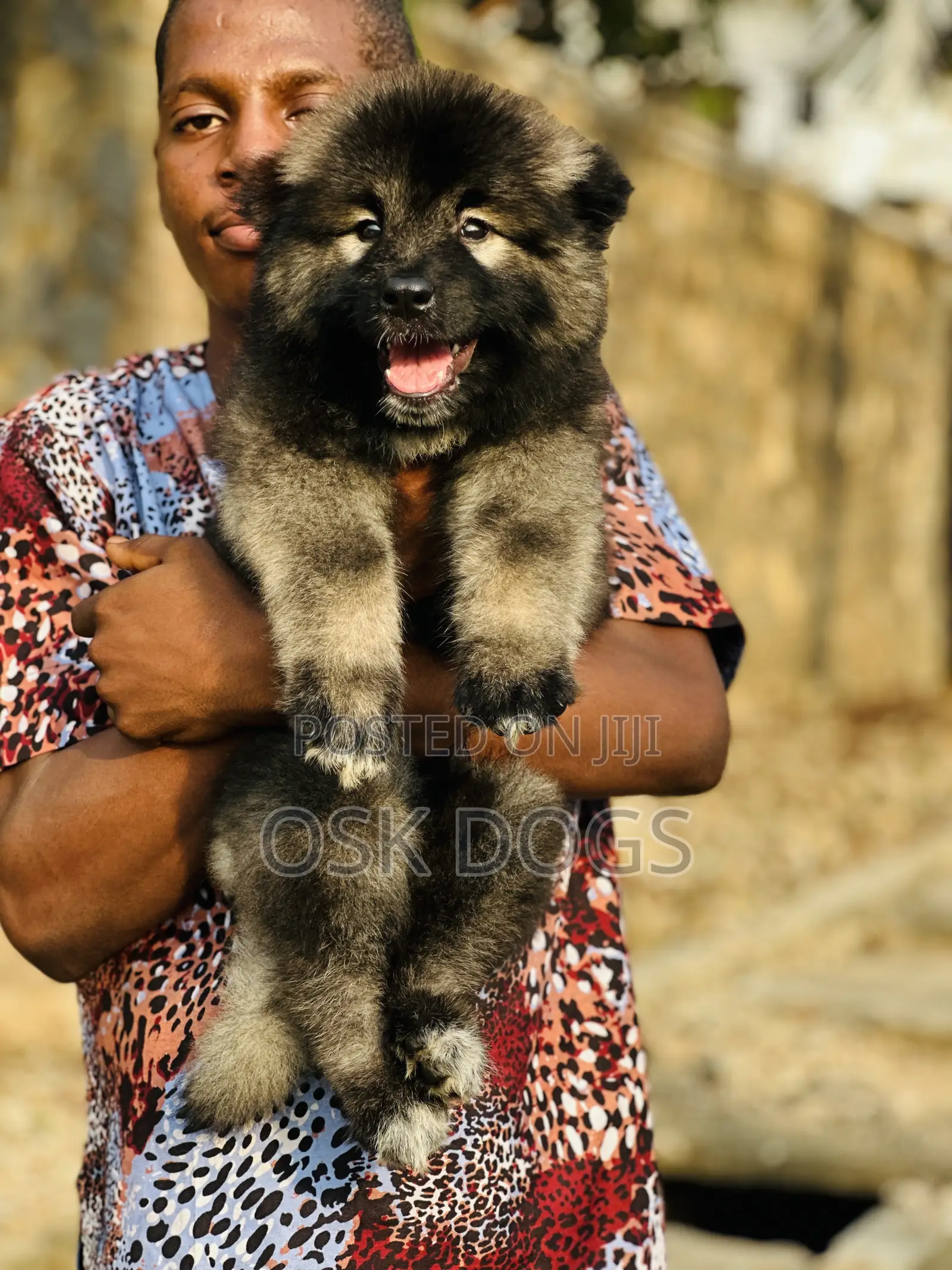 1-3 months Female Purebred Caucasian Shepherd