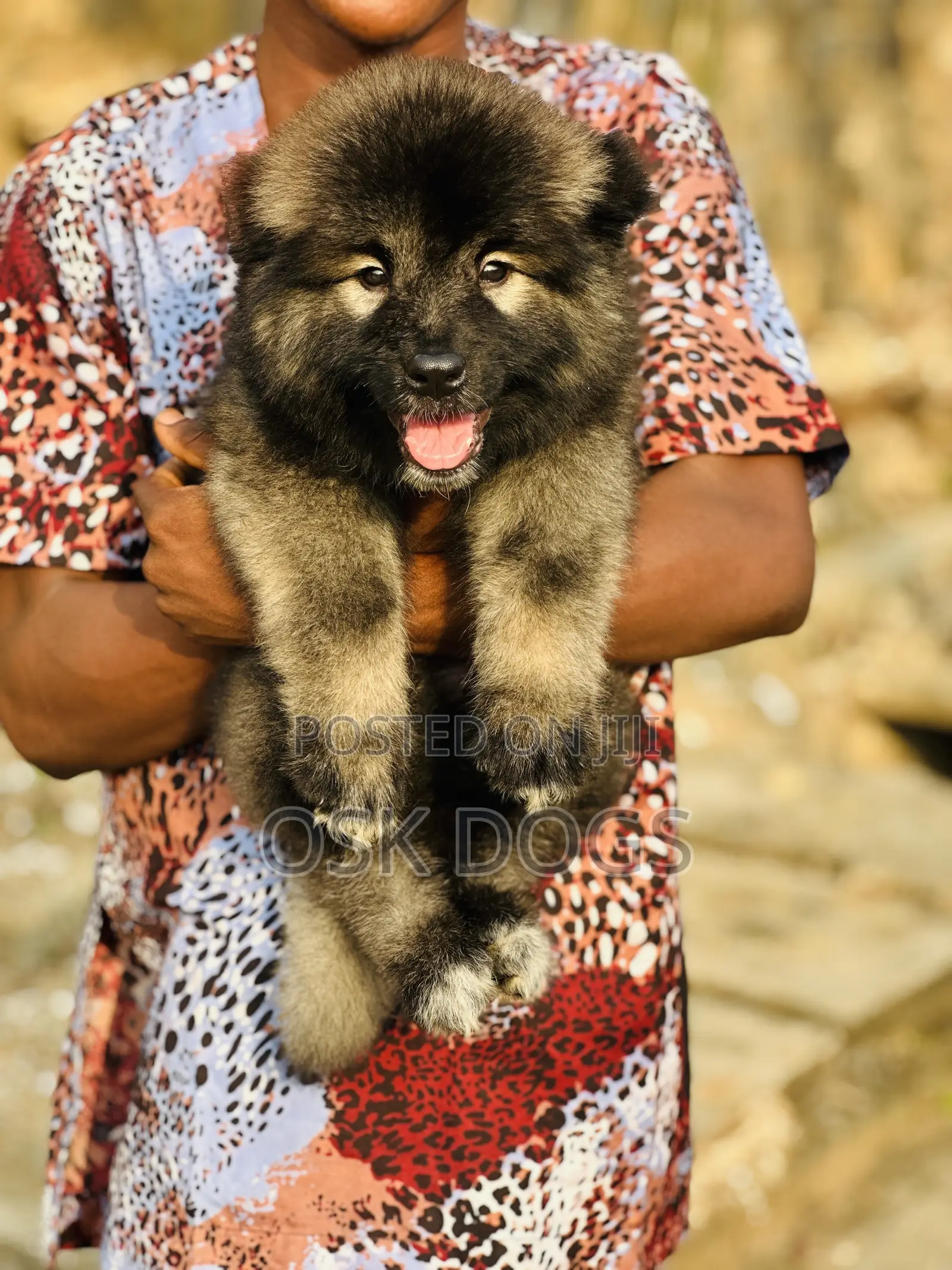 1-3 months Female Purebred Caucasian Shepherd
