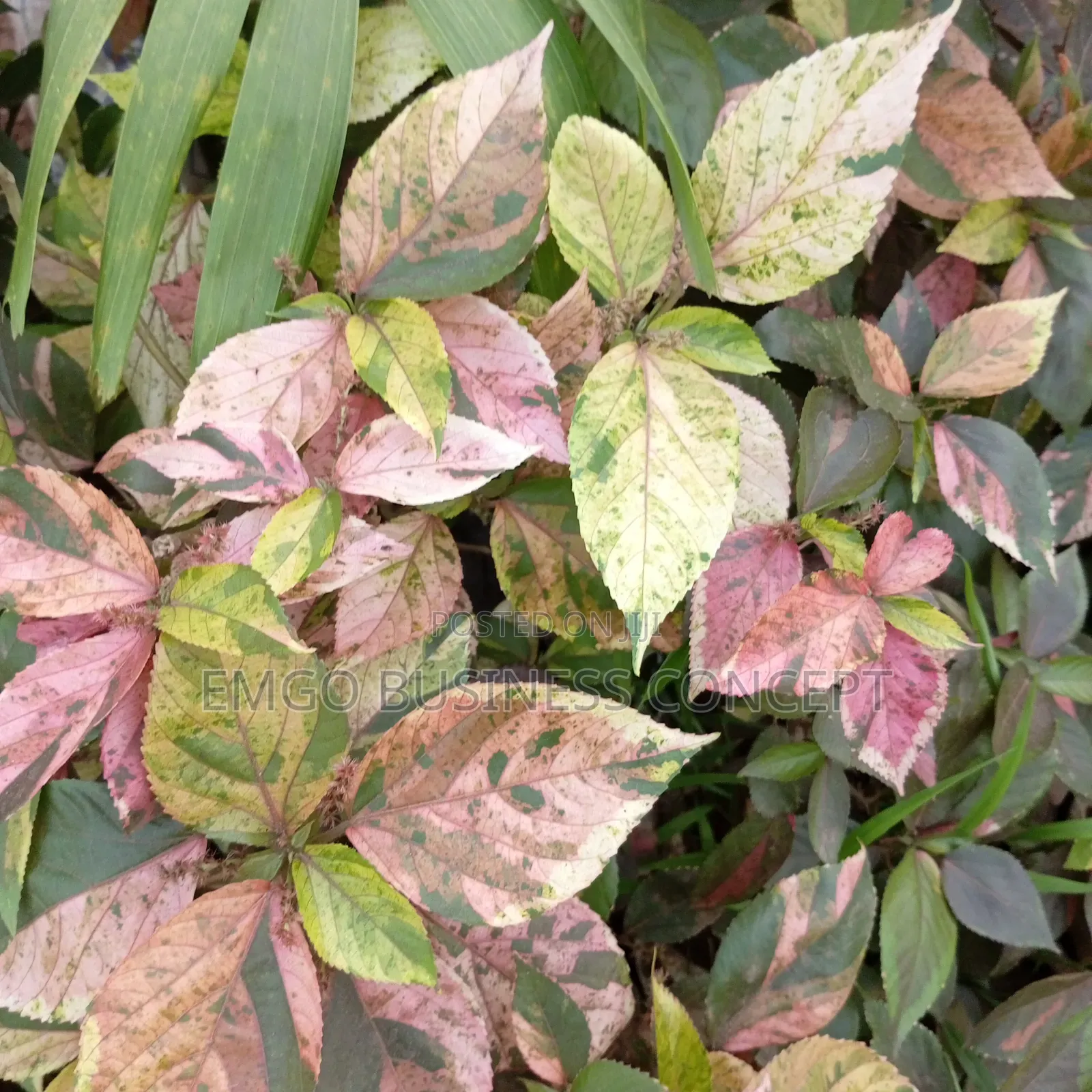 Flower Acalypha