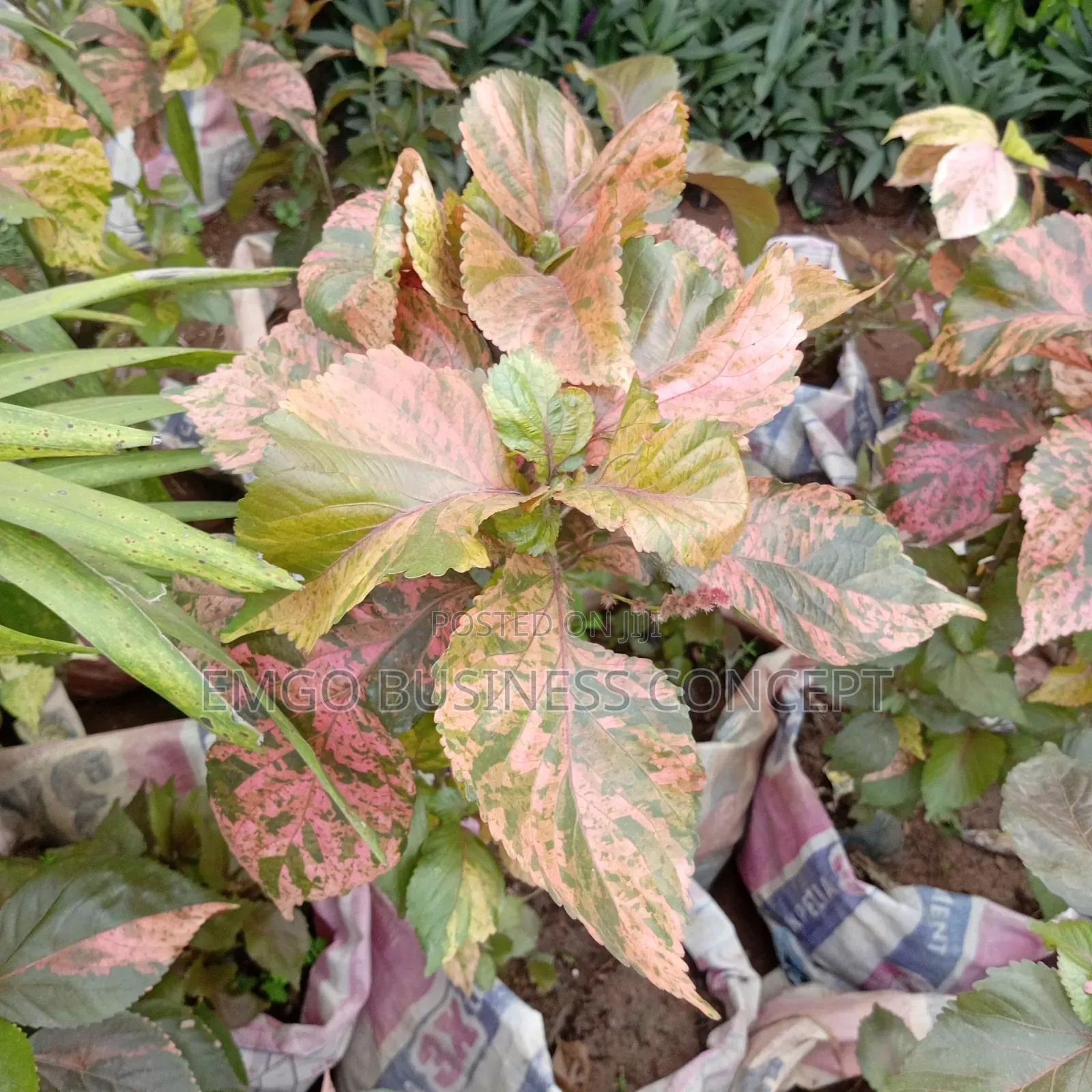 Flower Acalypha