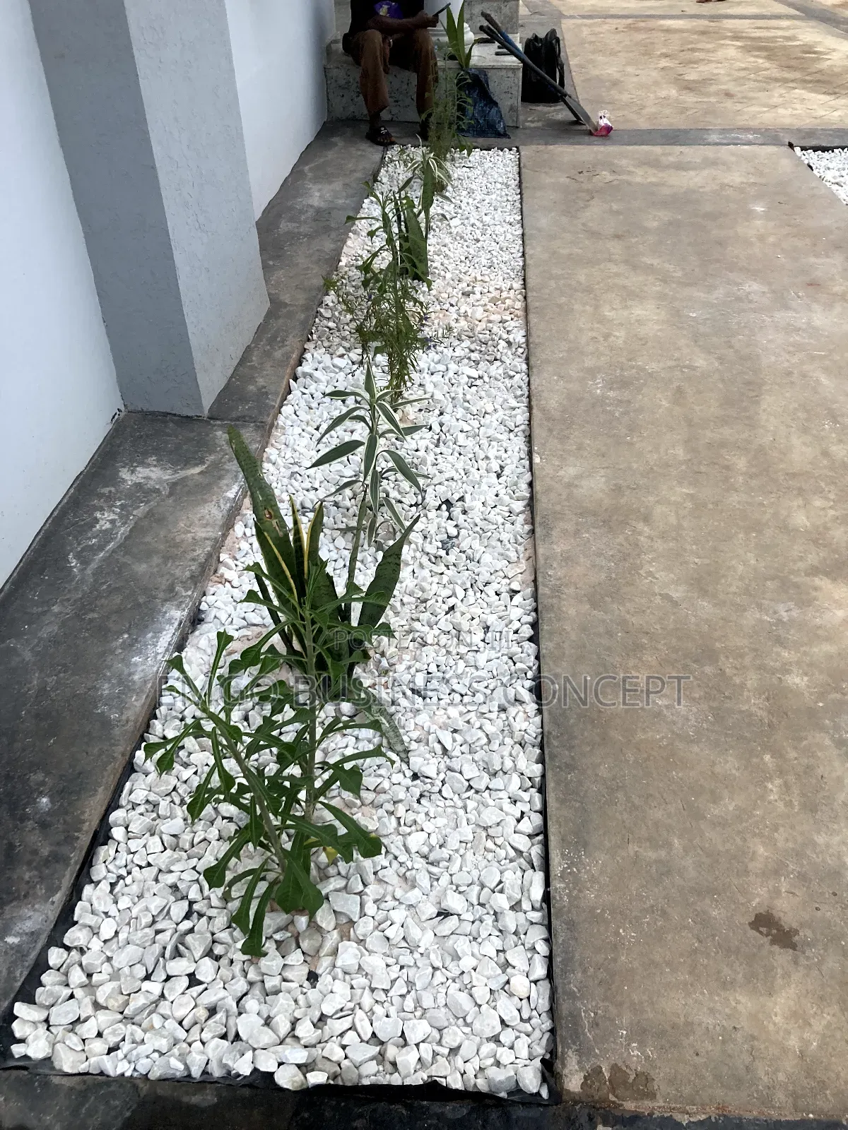 Flowering and White Stones