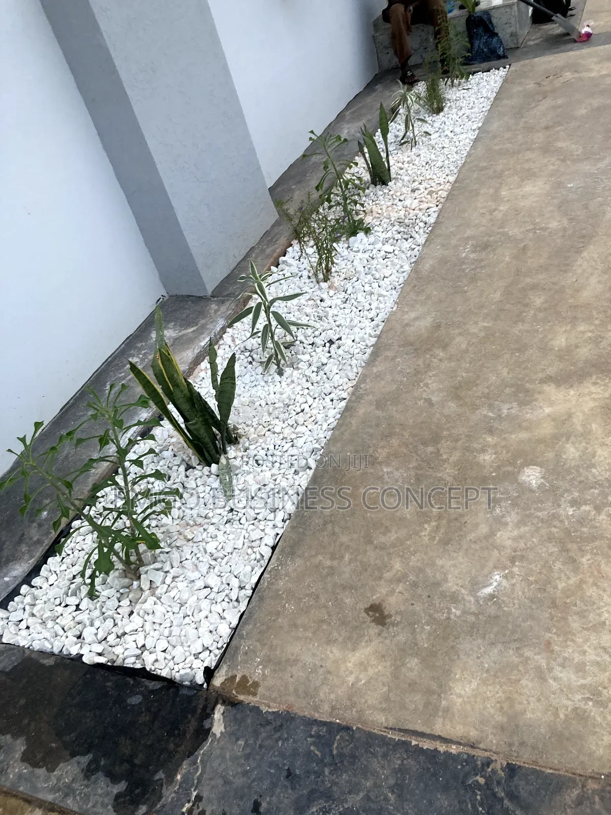 Flowering and White Stones