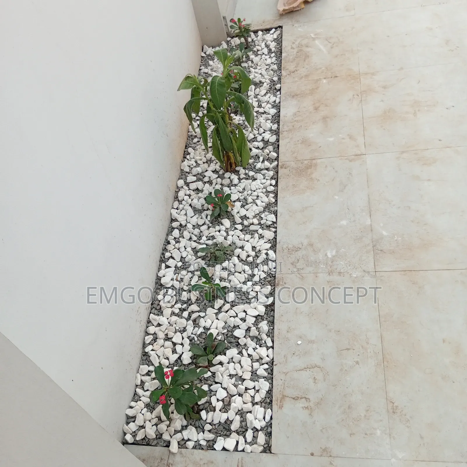 Flowering and White Stones