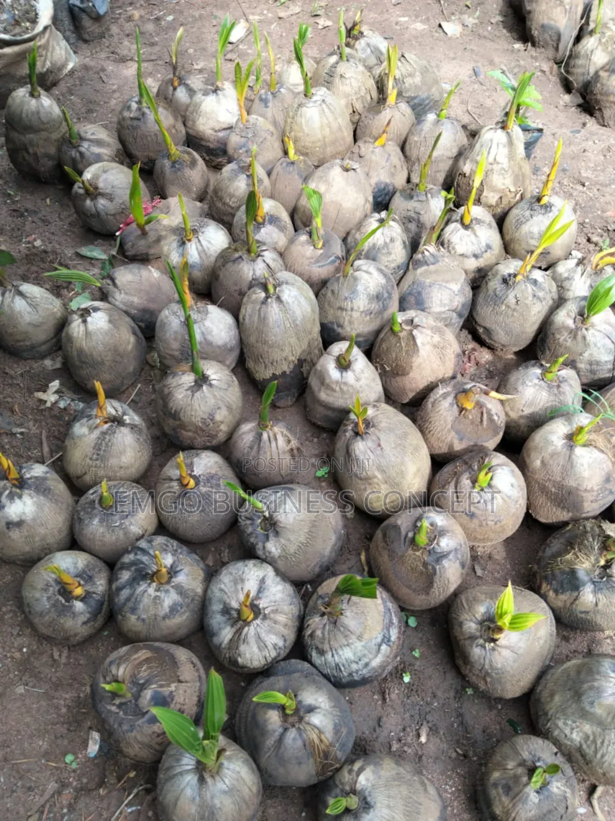 Hybrid Coconut