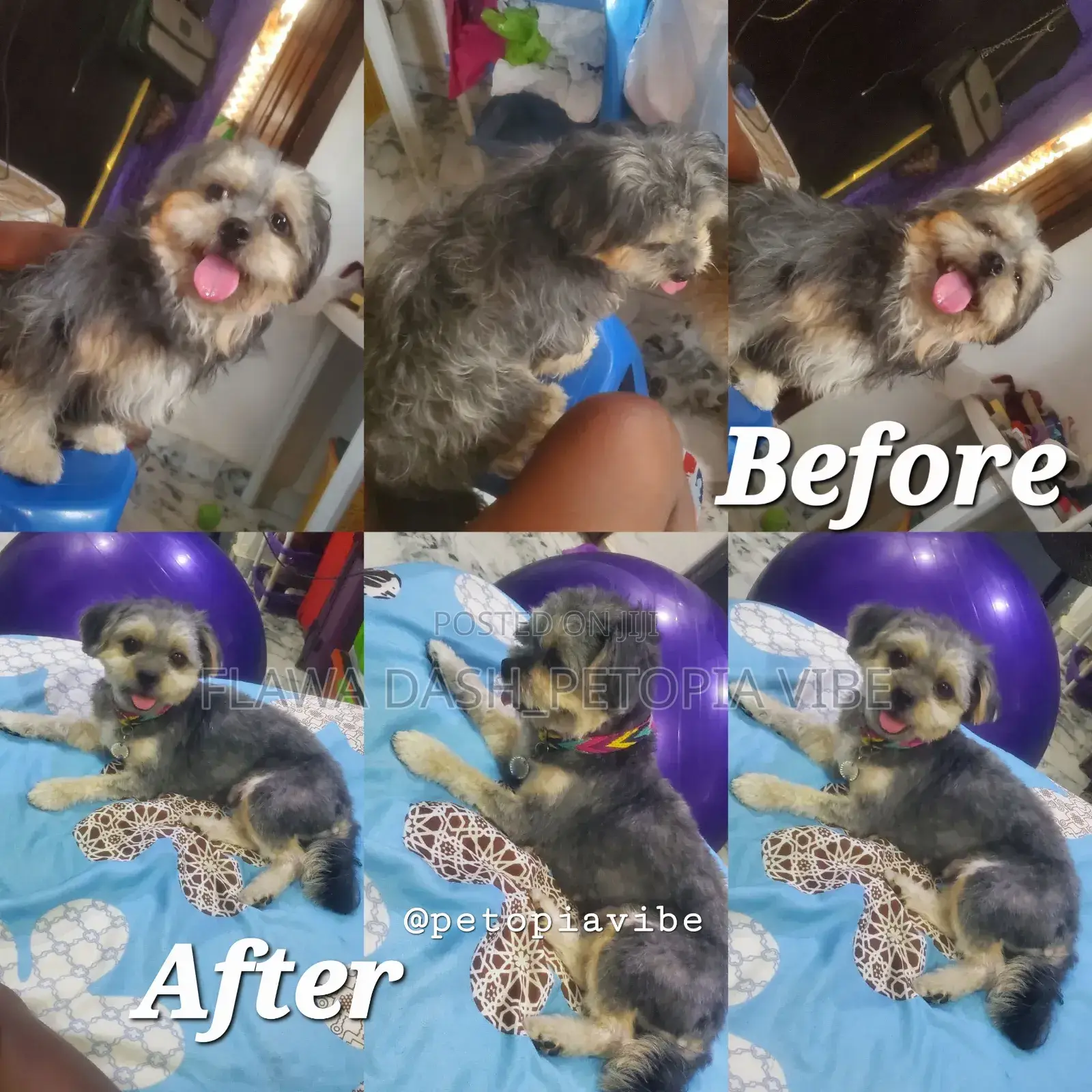 In Store Puppy and Small Breed Dog Grooming Service