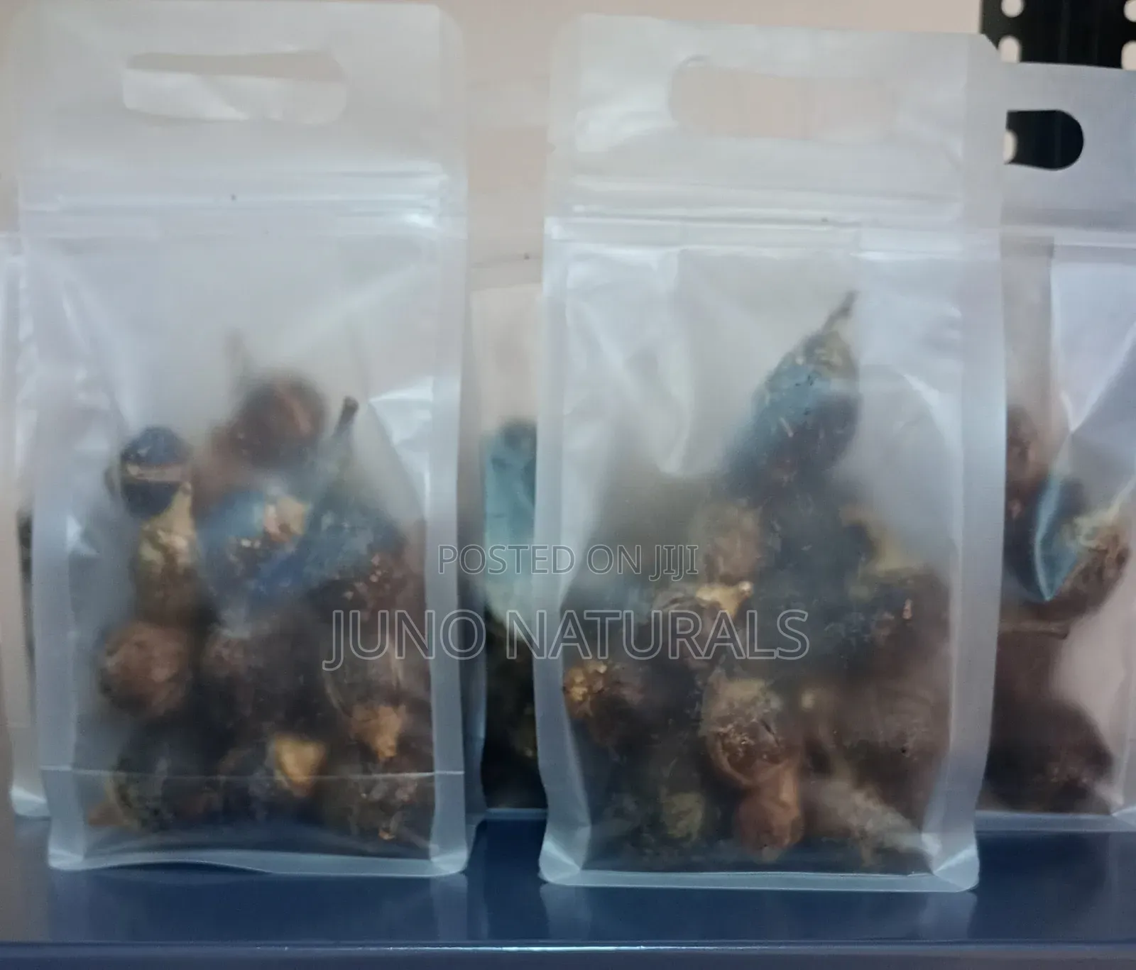 Gorontula Seeds