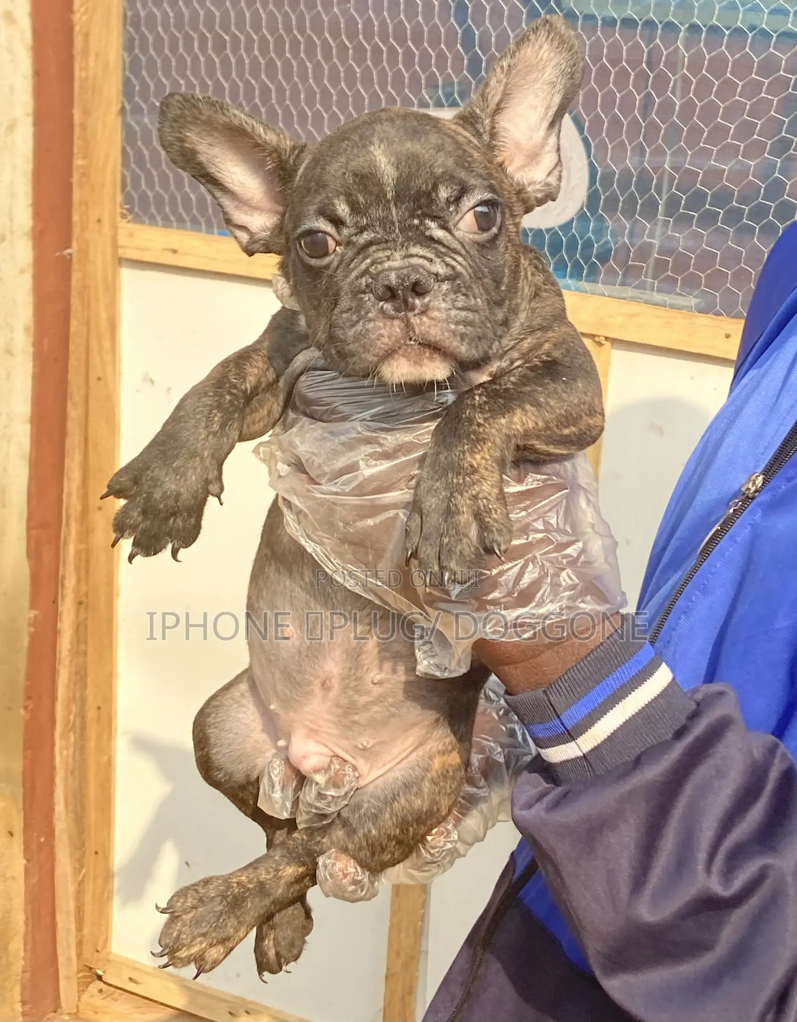 1-3 months Male Purebred French Bulldog