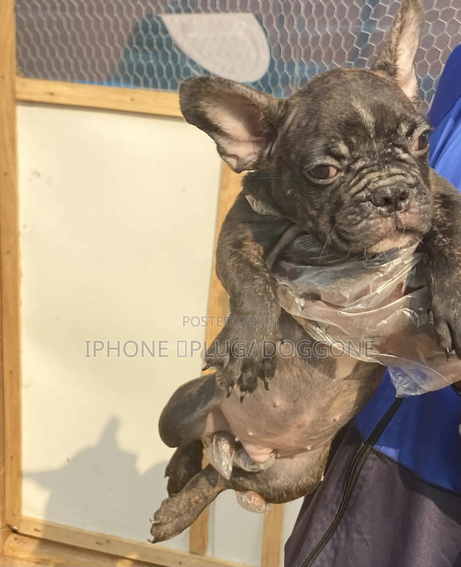 1-3 months Male Purebred French Bulldog