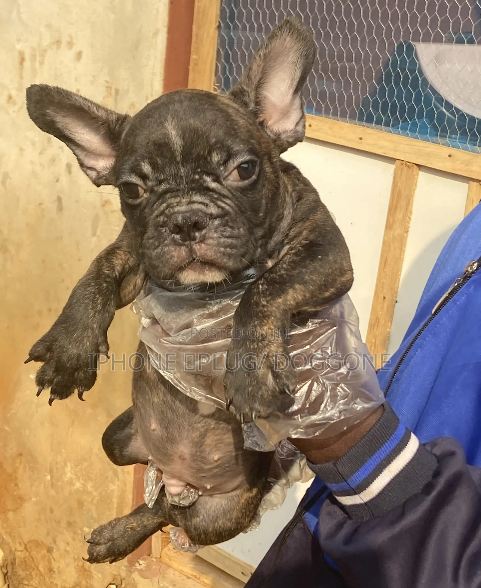 1-3 months Male Purebred French Bulldog