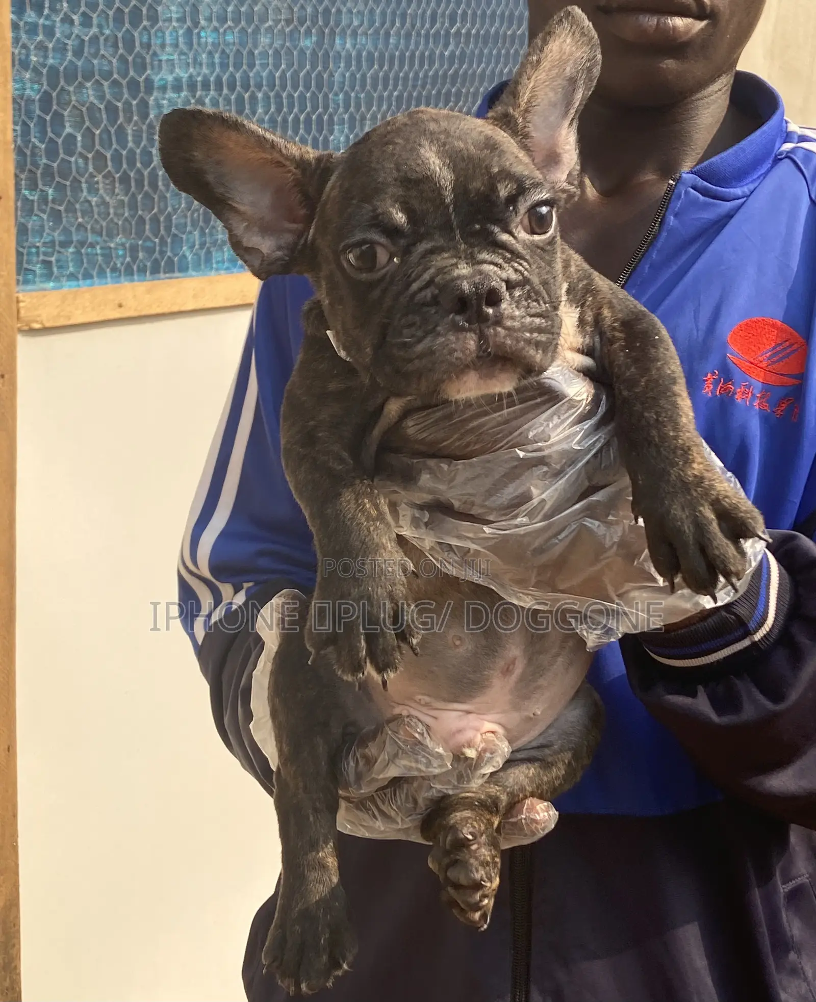 1-3 months Male Purebred French Bulldog