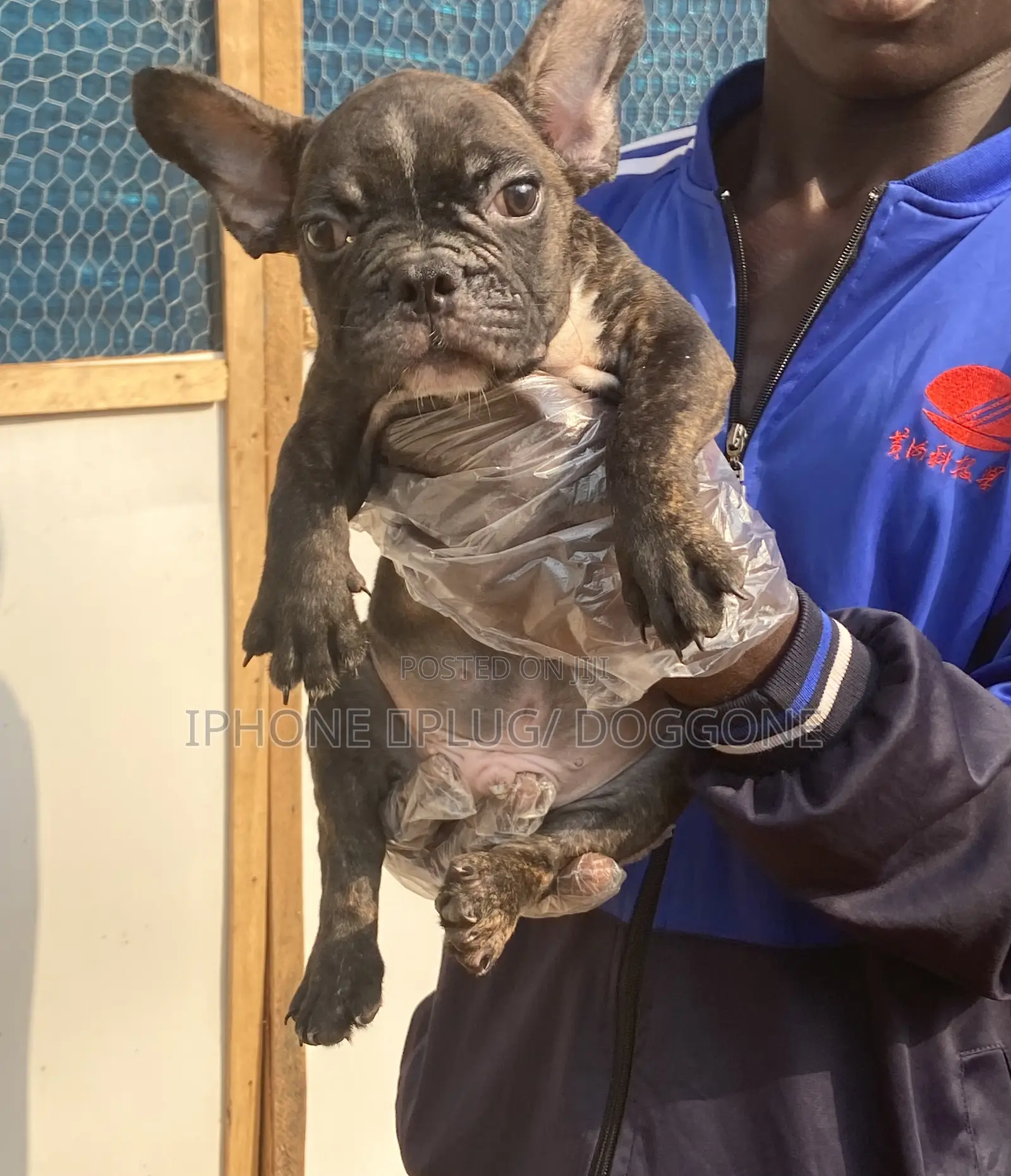 1-3 months Male Purebred French Bulldog
