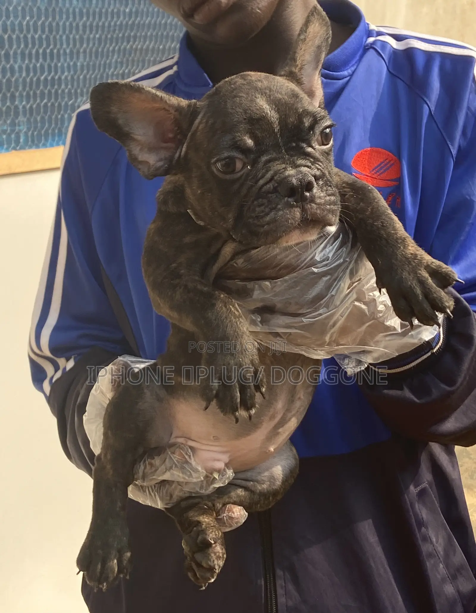 1-3 months Male Purebred French Bulldog