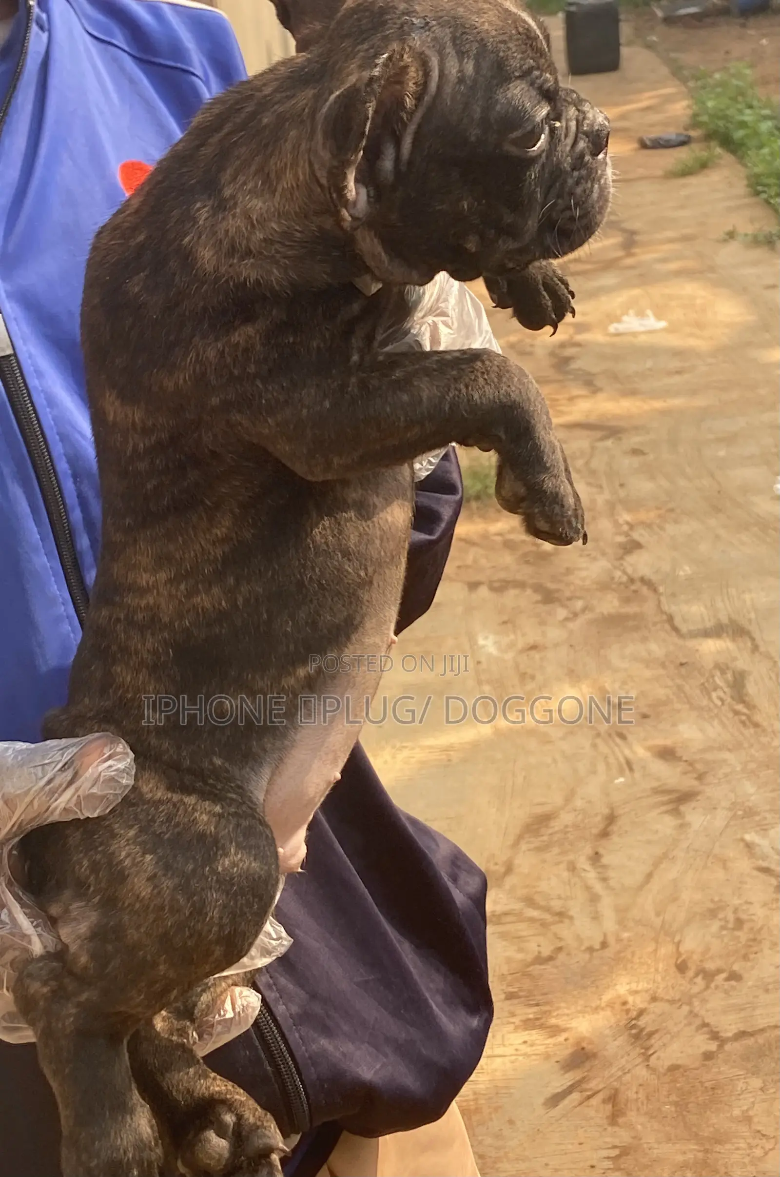 1-3 months Male Purebred French Bulldog