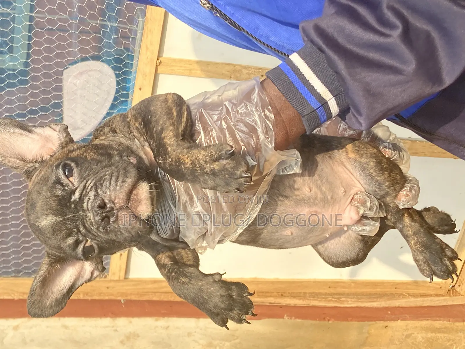 1-3 months Male Purebred French Bulldog